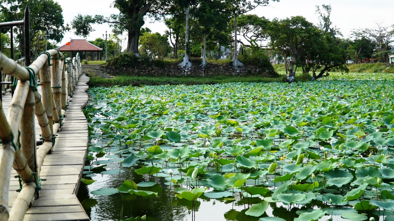 Sen hồ Tịnh Tâm. Sen hồ Tịnh Tâm.
