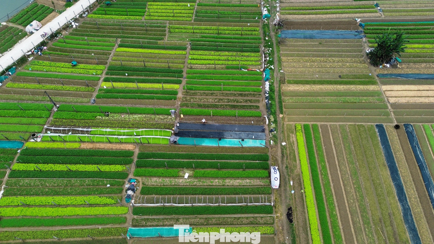 Còn theo ông Nguyễn Ngọc Tiến - Phó Chủ tịch UBND huyện Quảng Điền, gần Tết Nguyên đán, giá cả nhiều loại rau màu duy trì ở mức ổn định và nhiều khả năng sẽ còn tiếp tục tăng cao, nên người trồng rau trên địa bàn rất vui. Người nông dân kỳ vọng sẽ có một vụ rau Tết thắng lợi, được mùa, được giá để ngày Tết ở vùng quê thêm ấm áp, sung túc.