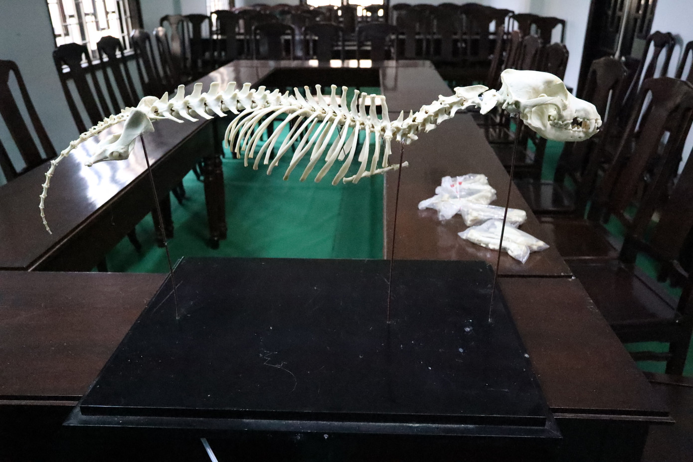 Bà Trần Thị Thùy Yên - Phó Giám đốc Sở Khoa học và Công nghệ TP Huế, cho hay, Bảo tàng đã sắp xếp lại khu vực trưng bày và bố trí đội ngũ hướng dẫn viên, kể cả vào thứ bảy, để mang đến trải nghiệm tốt nhất cho khách tham quan. Không gian bảo tàng không chỉ là nơi lưu trữ mà còn là cầu nối giữa khoa học và cộng đồng, đồng thời kể những câu chuyện sống động về thiên nhiên, khơi dậy niềm đam mê khám phá cho mọi người. Bà Trần Thị Thùy Yên - Phó Giám đốc Sở Khoa học và Công nghệ TP Huế, cho hay, Bảo tàng đã sắp xếp lại khu vực trưng bày và bố trí đội ngũ hướng dẫn viên, kể cả vào thứ bảy, để mang đến trải nghiệm tốt nhất cho khách tham quan. Không gian bảo tàng không chỉ là nơi lưu trữ mà còn là cầu nối giữa khoa học và cộng đồng, đồng thời kể những câu chuyện sống động về thiên nhiên, khơi dậy niềm đam mê khám phá cho mọi người.