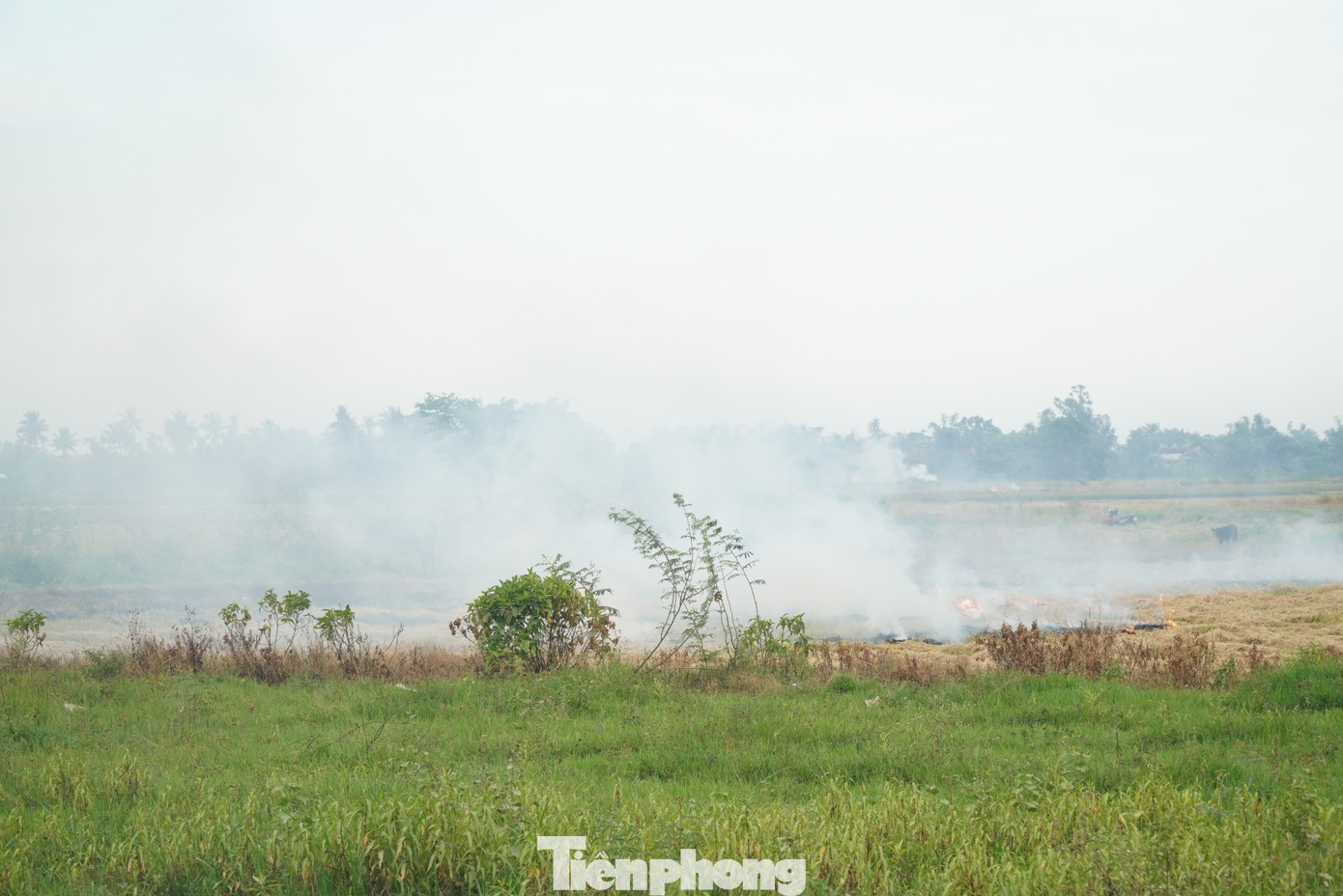 Đồng ruộng mùa gặt tại Huế sẵn sàng phát hỏa bất cứ lúc nào, do ý thức bảo vệ môi trường của một bộ phận nông dân còn hạn chế. Không ít người cho rằng, rơm rạ không tận dụng được nên phải đốt đi để dễ làm đất cho vụ sau và tăng độ mùn cho đất. Ngoài ra, đây là cách làm ít tốn công, có thể tiêu diệt mầm bệnh và cỏ dại trên ruộng. Đồng ruộng mùa gặt tại Huế sẵn sàng phát hỏa bất cứ lúc nào, do ý thức bảo vệ môi trường của một bộ phận nông dân còn hạn chế. Không ít người cho rằng, rơm rạ không tận dụng được nên phải đốt đi để dễ làm đất cho vụ sau và tăng độ mùn cho đất. Ngoài ra, đây là cách làm ít tốn công, có thể tiêu diệt mầm bệnh và cỏ dại trên ruộng.