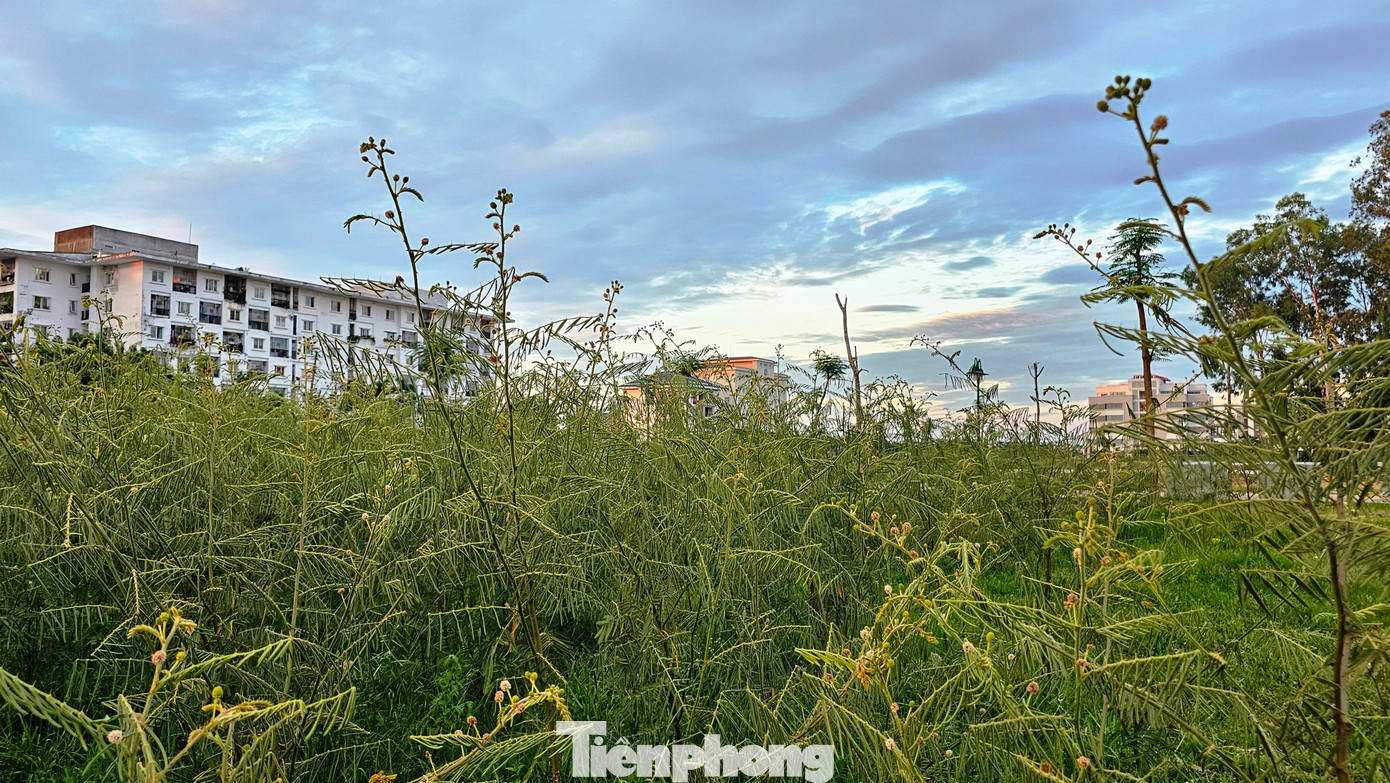 Có nơi, như khu công viên mới gần trung tâm hành chính của nhiều sở, ngành tỉnh TT-Huế, cây mai dương mọc thành rừng, cao quá đầu người, với mật độ dày đặc. Cây trong thời kỳ đơm hoa, kết hạt gây nguy cơ phát tán mầm mống gây hại rộng ra môi trường xung quanh. Có nơi, như khu công viên mới gần trung tâm hành chính của nhiều sở, ngành tỉnh TT-Huế, cây mai dương mọc thành rừng, cao quá đầu người, với mật độ dày đặc. Cây trong thời kỳ đơm hoa, kết hạt gây nguy cơ phát tán mầm mống gây hại rộng ra môi trường xung quanh.