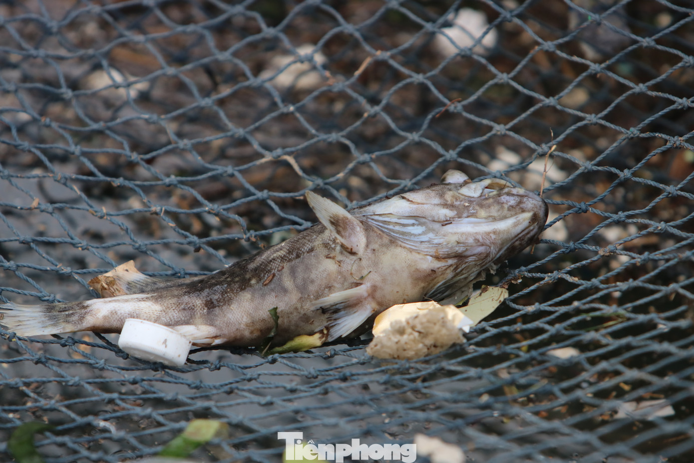 Khi bão số 6 quét qua, không chỉ nhà cửa, hàng quán của người dân ở trên cạn bị gió lớn tàn phá, xô sập, mà nhiều lồng bè nuôi cá đặc sản ở dưới đầm và vùng cửa biển cũng bị xé nát, cuốn trôi. Đáng lo hơn, trong những ngày gần đây, các lồng nuôi thủy sản còn sót lại từng vượt qua được gió bão lại chịu thêm thiệt hại mới. Cá nuôi lồng vùng nước mặn bị chết do ngạt, thiếu oxy khi rác thải theo mưa bão bủa vây xung quanh và cá chết do sốc ngọt.