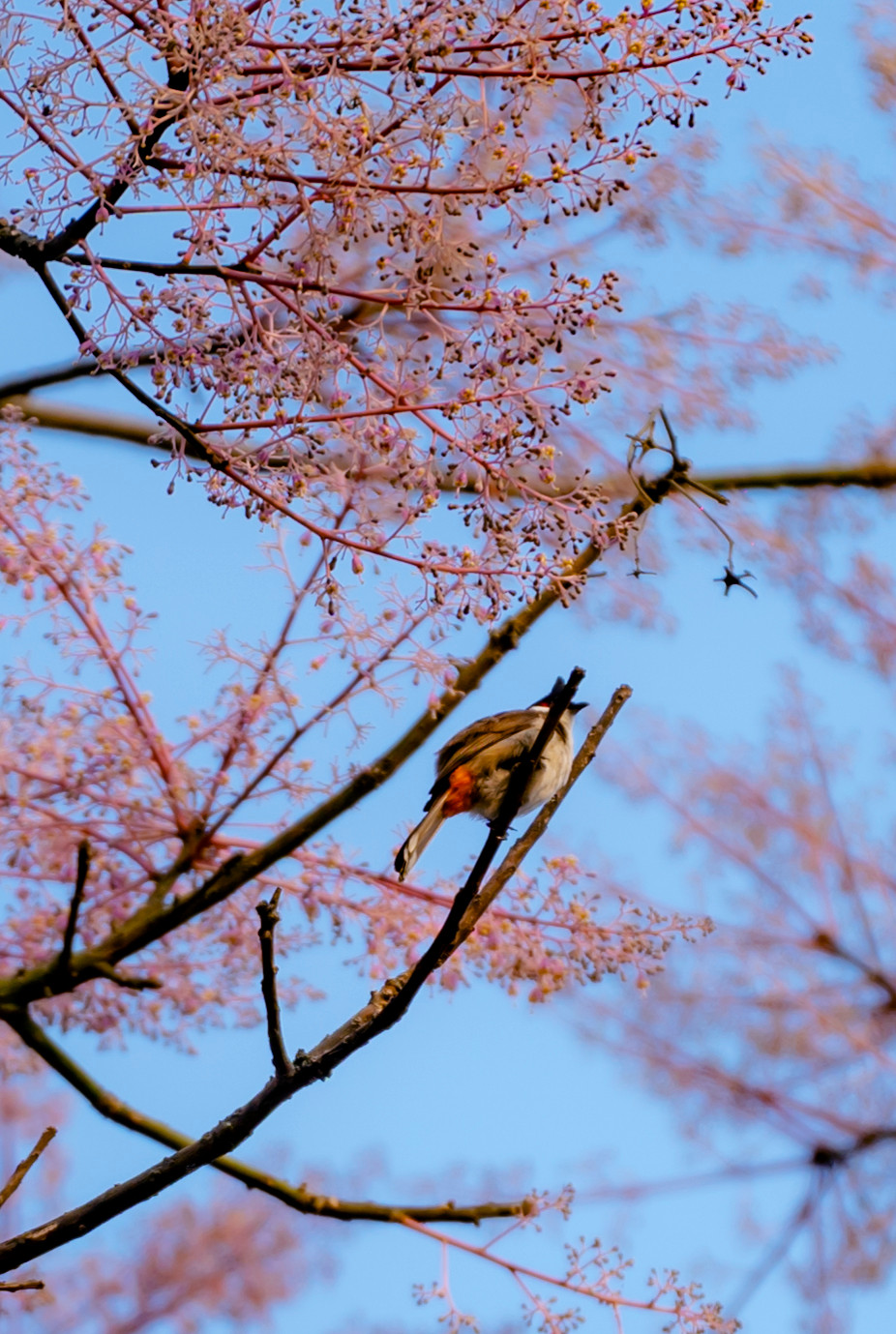 Do vậy khi hoa nở rộ, cả cây nhuộm một màu hồng tím giống cây anh đào, trông rất đẹp. "Ở những cây đã thành thục sinh học, hoa nở rộ sau khi cây đã rụng lá toàn phần, do vậy toàn cây chỉ có hoa. Khác hẳn cây ngô đồng vẫn mọc ở phía Bắc Việt Nam và miền Nam Trung Quốc, có hoa vàng và trắng vàng”, nhà nghiên cứu thực vật Đỗ Xuân Cẩm so sánh. (Ảnh: Đình Hoàng)