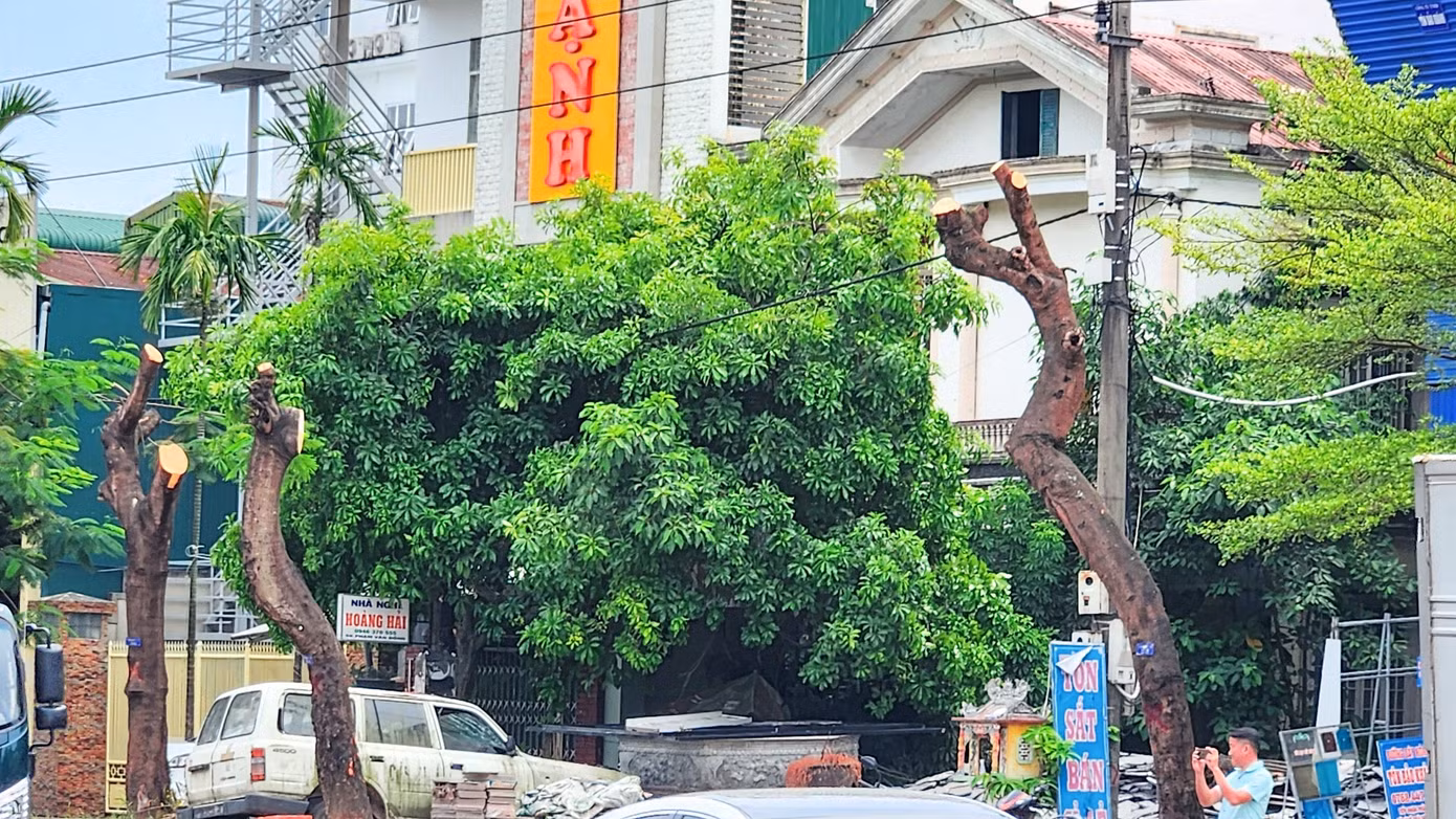 Đó còn là băn khoăn của những cư dân phường Vĩ Dạ, cũng như nhiều người khi lưu thông trên đường Phạm Văn Đồng và chứng kiến các mảng xanh dọc tuyến phố vốn có chức năng tạo cảnh quan, bóng mát, giờ chỉ còn là những thân, cành cây trơ trụi giữa nắng nóng như thiêu đốt ban trưa tháng 6 xứ Huế. Ảnh: Ngọc Văn Đó còn là băn khoăn của những cư dân phường Vĩ Dạ, cũng như nhiều người khi lưu thông trên đường Phạm Văn Đồng và chứng kiến các mảng xanh dọc tuyến phố vốn có chức năng tạo cảnh quan, bóng mát, giờ chỉ còn là những thân, cành cây trơ trụi giữa nắng nóng như thiêu đốt ban trưa tháng 6 xứ Huế. Ảnh: Ngọc Văn