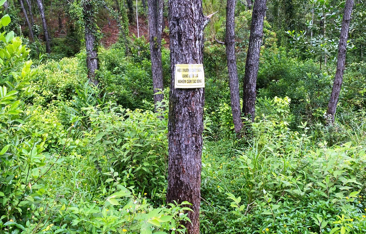 Gắn biển cấm tác động vào cây thông rừng cảnh quan tại Huế.