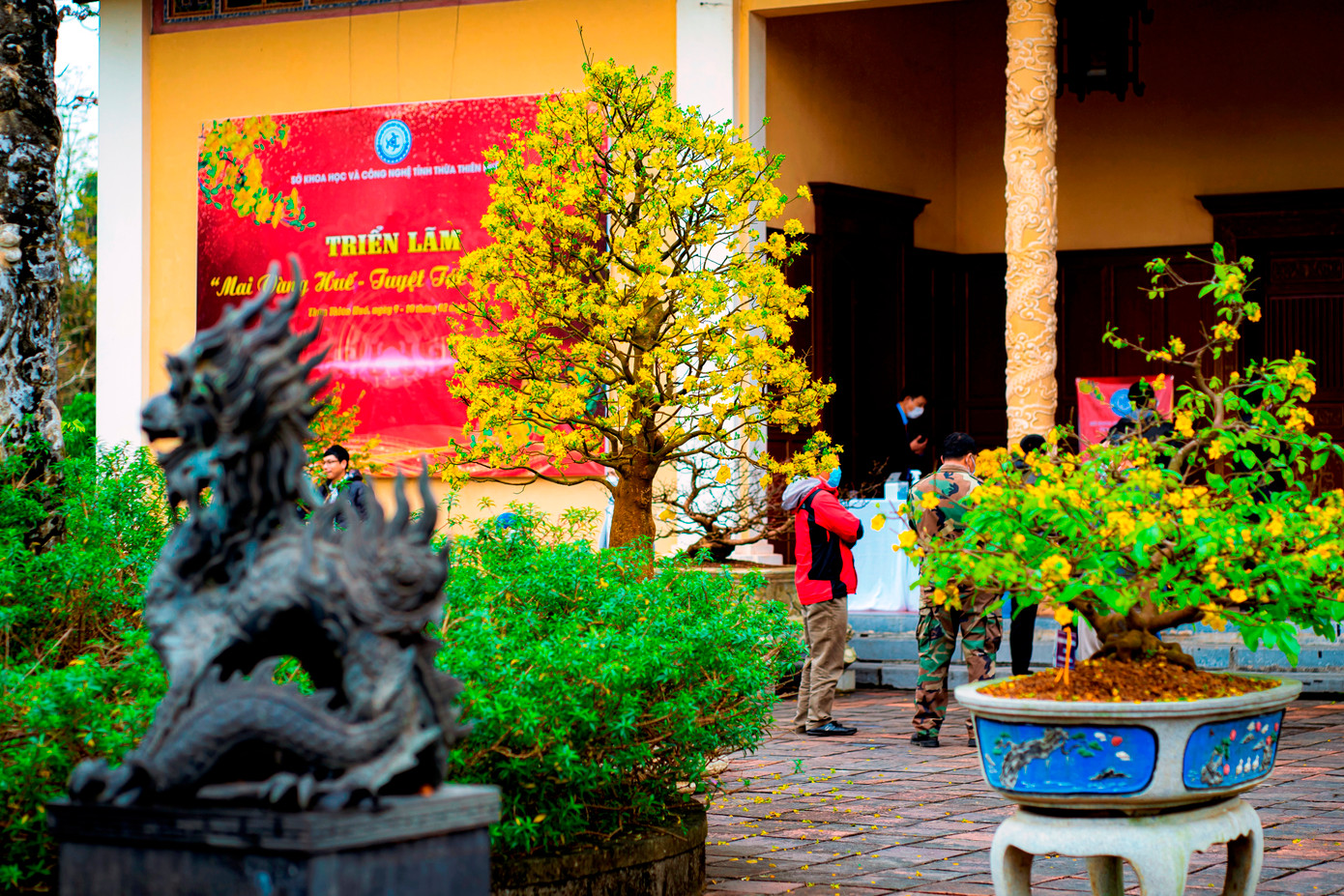 Mỗi khi Tết đến xuân về, chưng Hoàng mai trong nhà vừa làm tăng không khí Xuân, đồng thời, đó như là nét văn hóa của người dân xứ Huế và người miền Trung nói chung. Ảnh: Đình Hoàng. Mỗi khi Tết đến xuân về, chưng Hoàng mai trong nhà vừa làm tăng không khí Xuân, đồng thời, đó như là nét văn hóa của người dân xứ Huế và người miền Trung nói chung. Ảnh: Đình Hoàng.