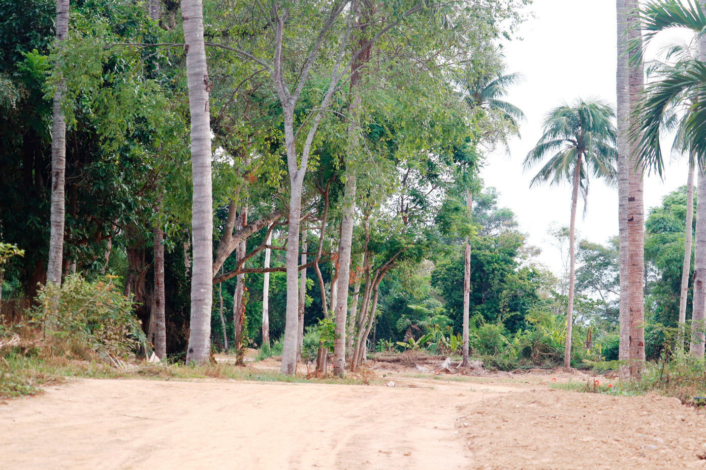 Quá trình chỉnh trang, các cây cổ thụ bản địa và cây ăn quả do người dân trồng khi sinh sống nhiều năm trên hòn đảo này đã được giữ lại. Quá trình chỉnh trang, các cây cổ thụ bản địa và cây ăn quả do người dân trồng khi sinh sống nhiều năm trên hòn đảo này đã được giữ lại.