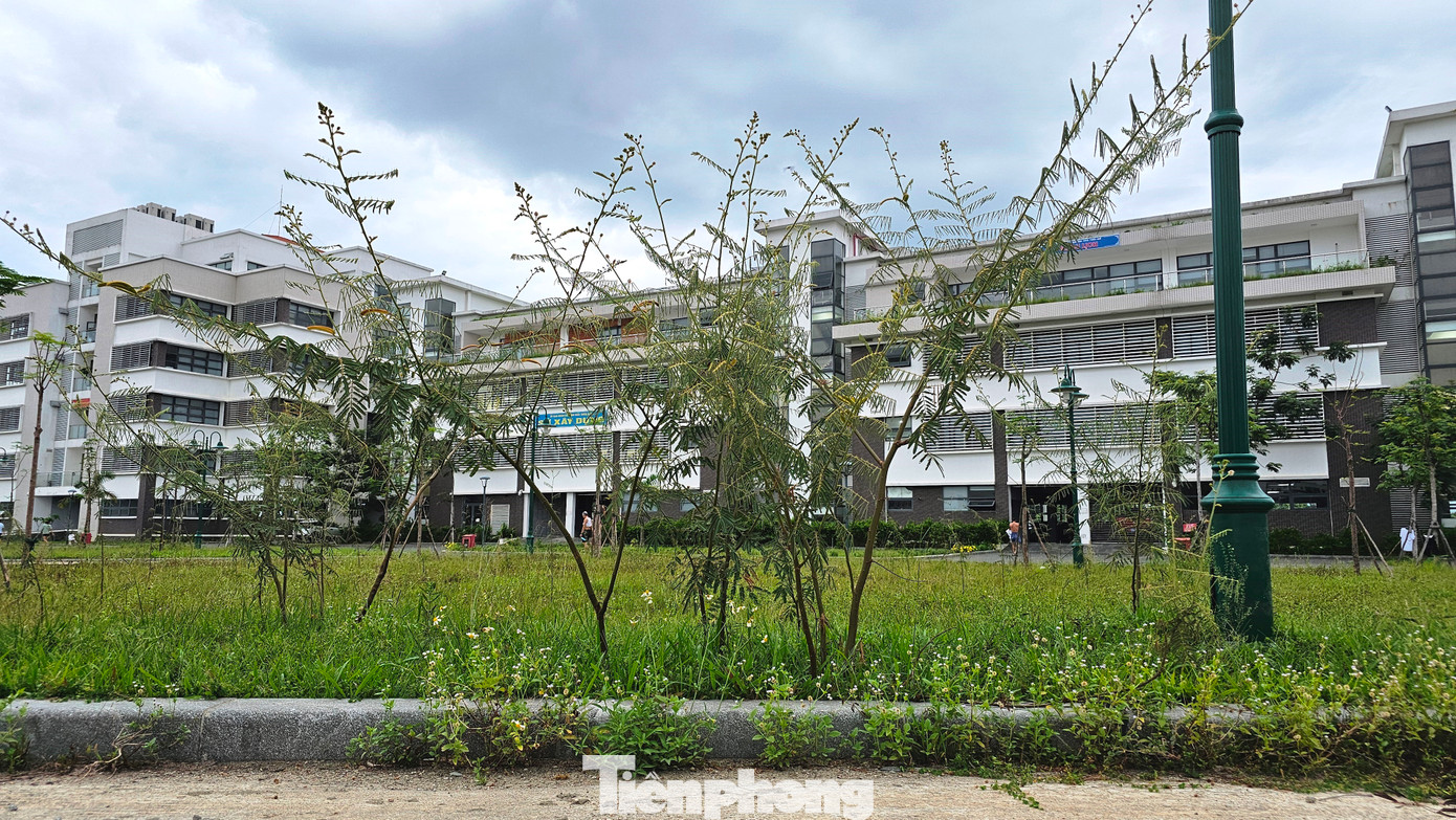 Cây mai dương mọc thành từng bụi cao lớn ngay phía sau lưng khối nhà mới xây tập trung các sở, ngành của tỉnh TT-Huế. Cây mai dương mọc thành từng bụi cao lớn ngay phía sau lưng khối nhà mới xây tập trung các sở, ngành của tỉnh TT-Huế.