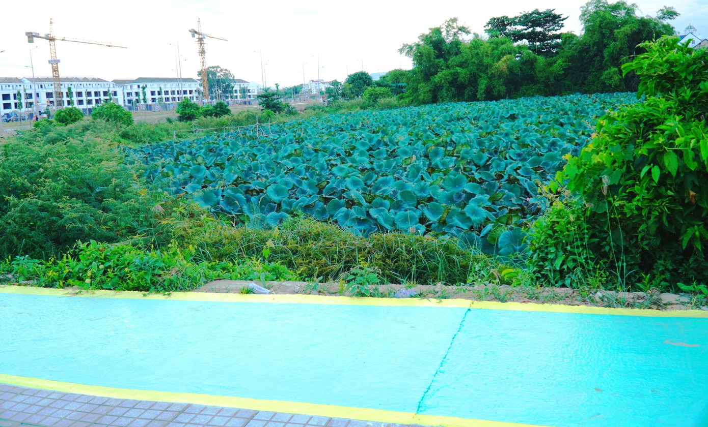 Vỉa hè xanh chạy qua những cánh đồng xanh thuộc phường An Đông, TP. Huế. Vỉa hè xanh chạy qua những cánh đồng xanh thuộc phường An Đông, TP. Huế.