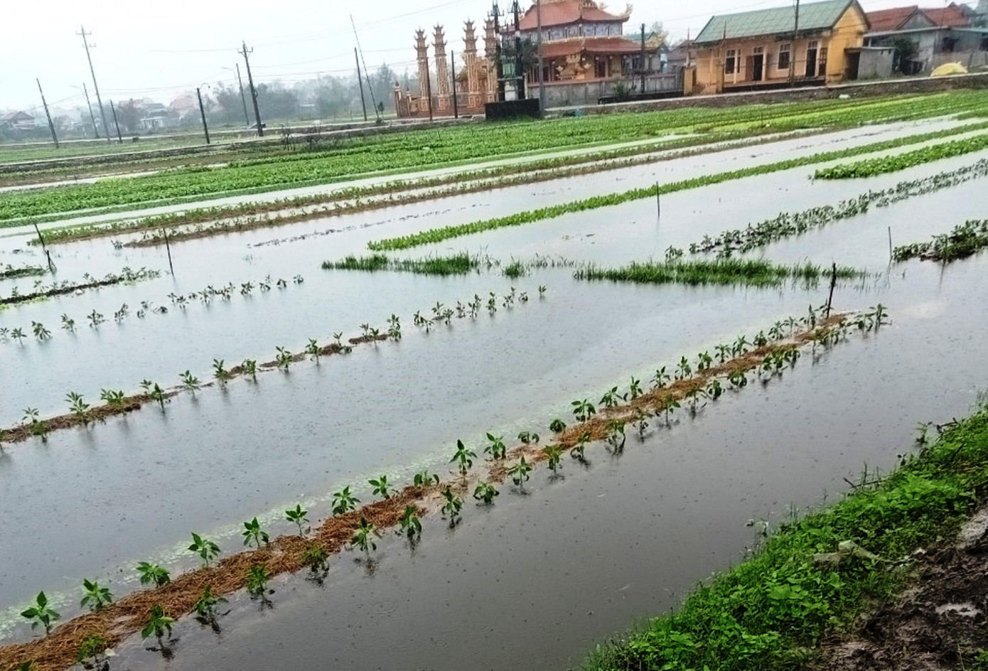 Hoa màu tại huyện Phong Điền bị ngập úng.