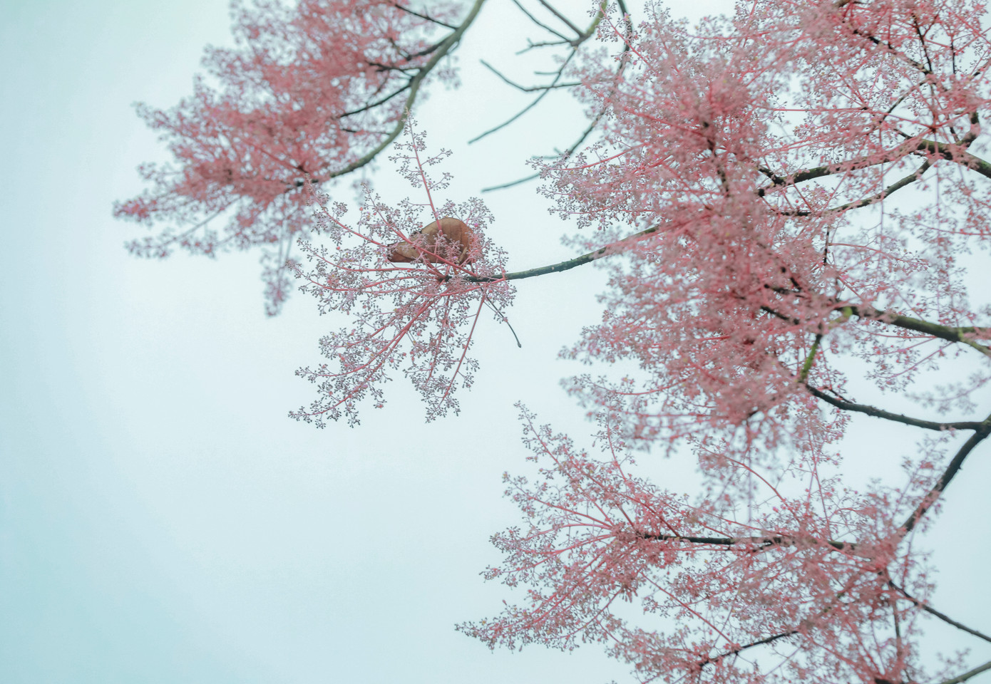 Nhà nghiên cứu thực vật Đỗ Xuân Cẩm (Huế) nhìn nhận, về mặt phân loại, ngô đồng ở Huế không khác mấy so với ngô đồng Trung Quốc, chỉ khác về mùa ra hoa, tạo quả. Cũng theo ông Cẩm, cây ngô đồng Huế thuộc chi Firmiana, là một thứ biến chủng (Variaty) của loài ngô đồng, có điểm nổi bật là hoa đực tạo thành chùm hoa hơi khác, toàn bộ trục hoa tự và đài hoa đều được phủ đầy lông màu tím. (Ảnh: Đình Hoàng)