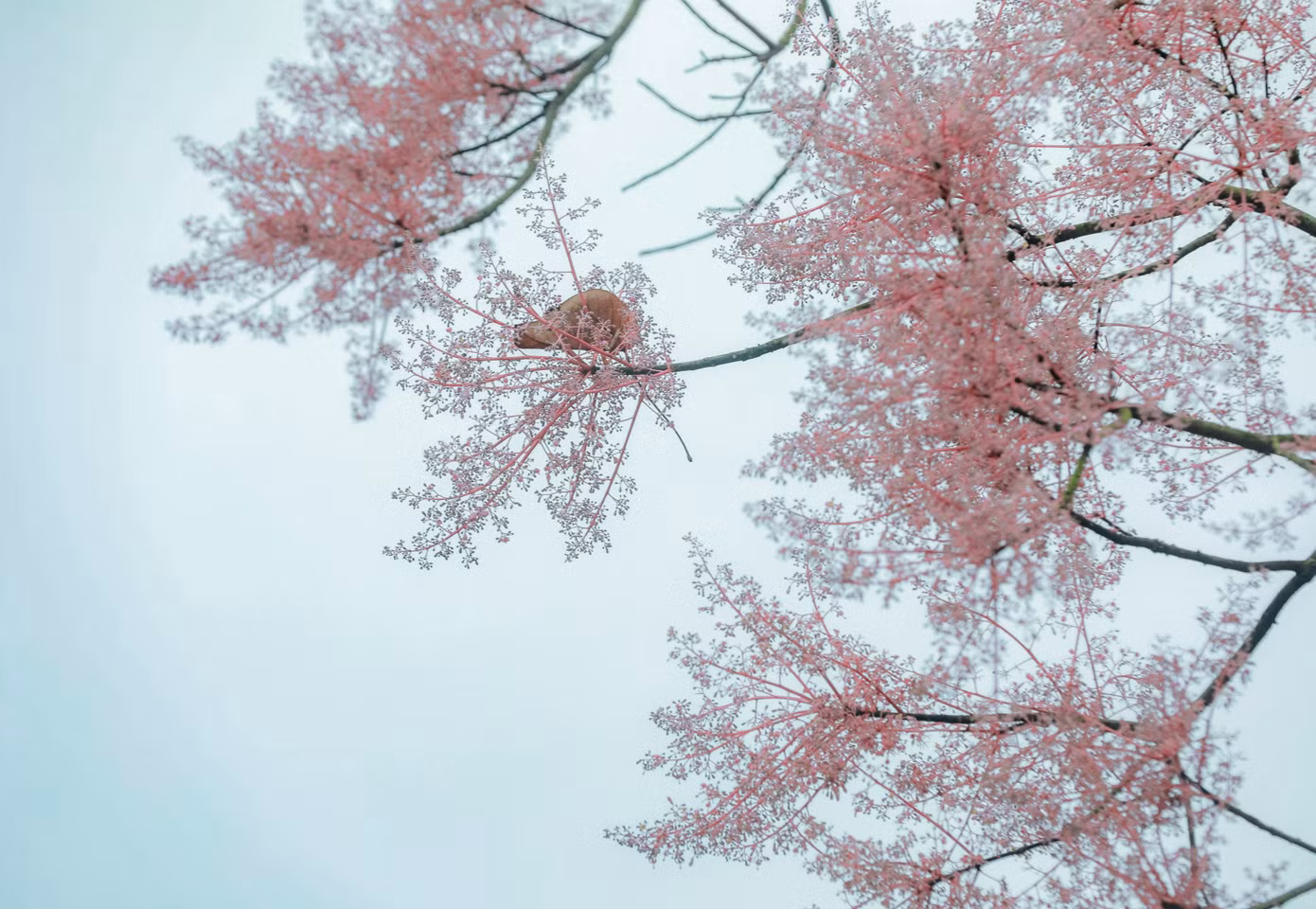 Nhà nghiên cứu thực vật Đỗ Xuân Cẩm (Huế) nhìn nhận, về mặt phân loại, ngô đồng ở Huế không khác mấy so với ngô đồng Trung Quốc, chỉ khác về mùa ra hoa, tạo quả. Cũng theo ông Cẩm, cây ngô đồng Huế thuộc chi Firmiana, là một thứ biến chủng (Variaty) của loài ngô đồng, có điểm nổi bật là hoa đực tạo thành chùm hoa hơi khác, toàn bộ trục hoa tự và đài hoa đều được phủ đầy lông màu tím. (Ảnh: Đình Hoàng) Nhà nghiên cứu thực vật Đỗ Xuân Cẩm (Huế) nhìn nhận, về mặt phân loại, ngô đồng ở Huế không khác mấy so với ngô đồng Trung Quốc, chỉ khác về mùa ra hoa, tạo quả. Cũng theo ông Cẩm, cây ngô đồng Huế thuộc chi Firmiana, là một thứ biến chủng (Variaty) của loài ngô đồng, có điểm nổi bật là hoa đực tạo thành chùm hoa hơi khác, toàn bộ trục hoa tự và đài hoa đều được phủ đầy lông màu tím. (Ảnh: Đình Hoàng)
