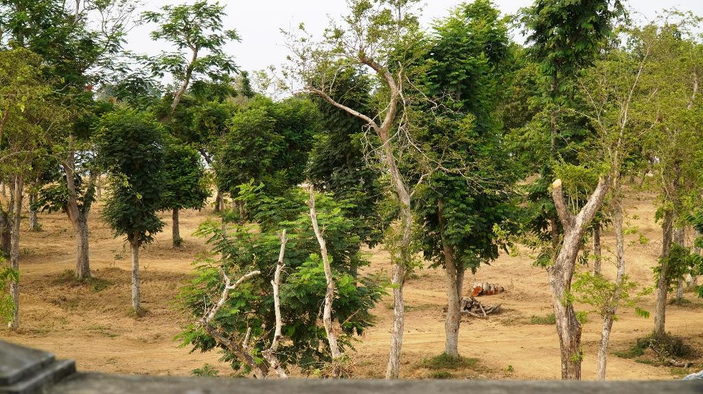 Khi trở thành vườn "Ngự uyển", nhiều loài cây của 3 miền Bắc - Trung - Nam sẽ hội tụ về đây. Không gian Nhà máy nước Dã Viên với tháp nước xây dựng từ năm 1953 dự kiến sẽ là nơi diễn ra các hội nghị chuyên đề, sự kiện văn hóa, chính trị, nghệ thuật, không gian trưng bày sản phẩm du lịch, dịch vụ trị liệu bằng thuốc nam và sân biểu diễn nghệ thuật...