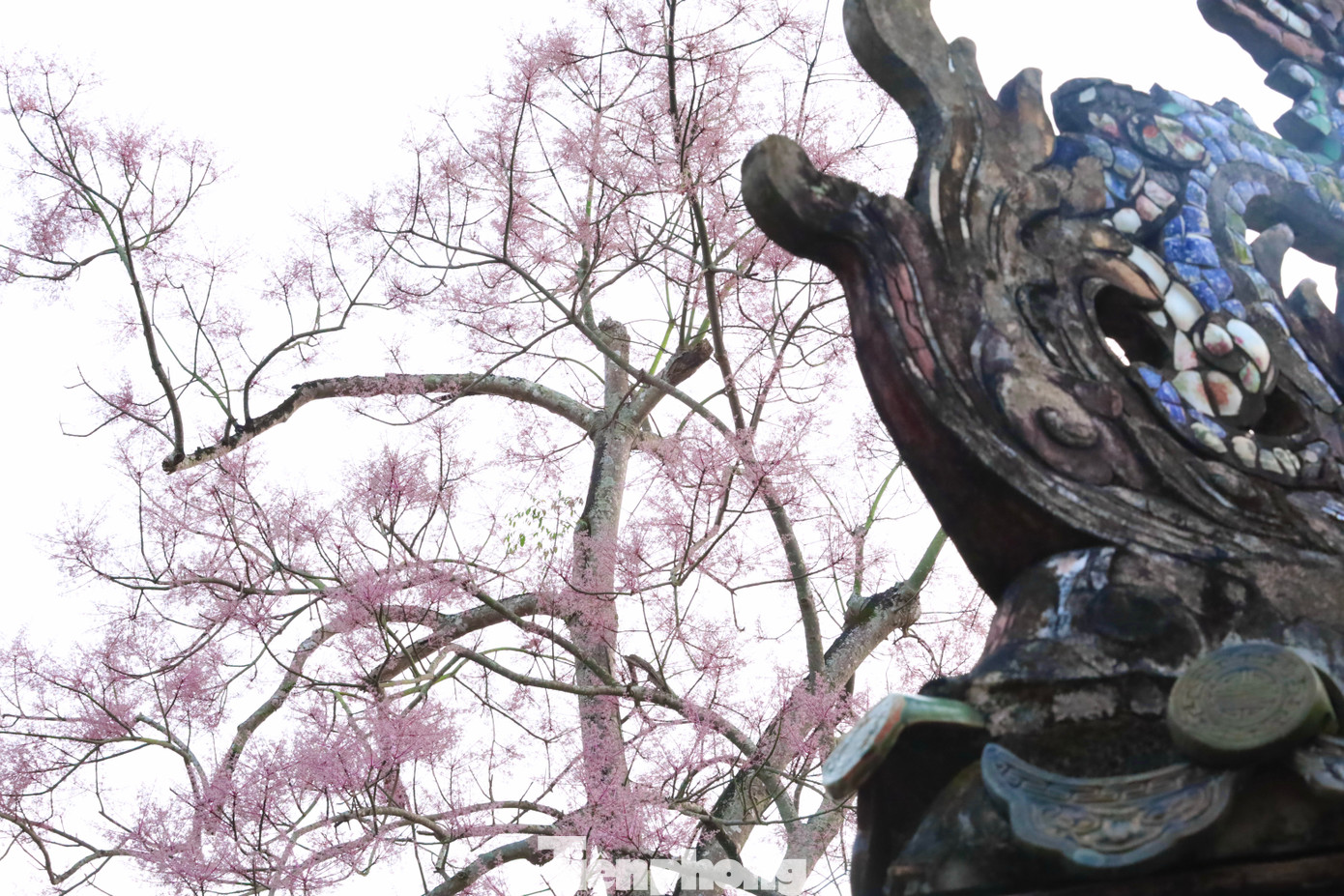 Theo nhà nghiên cứu thực vật Đỗ Xuân Cẩm (Huế), về mặt phân loại, ngô đồng ở Huế không khác mấy so với giống ngô đồng Trung Quốc, chỉ khác về mùa ra hoa, tạo quả. Cây ngô đồng Huế thuộc chi Firmiana, là thứ biến chủng (Variaty) của loài ngô đồng, có điểm nổi bật là hoa đực tạo thành chùm hoa hơi khác, toàn bộ trục hoa và đài hoa đều được phủ đầy lông màu tím. Theo nhà nghiên cứu thực vật Đỗ Xuân Cẩm (Huế), về mặt phân loại, ngô đồng ở Huế không khác mấy so với giống ngô đồng Trung Quốc, chỉ khác về mùa ra hoa, tạo quả. Cây ngô đồng Huế thuộc chi Firmiana, là thứ biến chủng (Variaty) của loài ngô đồng, có điểm nổi bật là hoa đực tạo thành chùm hoa hơi khác, toàn bộ trục hoa và đài hoa đều được phủ đầy lông màu tím.