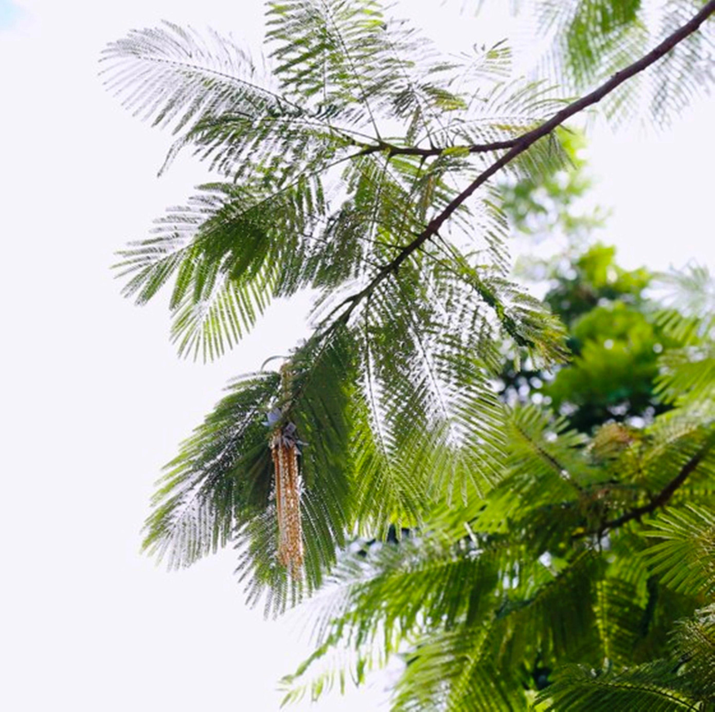 Một bó dây chuyền vàng do Quốc cướp từ tiệm vàng rồi ném lên ngọn một cây phượng gần chợ Đông Ba, Huế