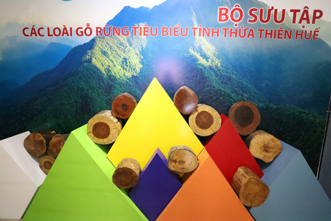 Bộ mẫu gỗ rừng Huế gồm 28 mẫu gỗ quý, đại diện cho rừng nhiệt đới miền Trung. Cùng với đó là bộ mẫu côn trùng với 170 mẫu được sắp xếp trên mô hình “Cây côn trùng” sống động, tái hiện môi trường sống tự nhiên. Bộ mẫu gỗ rừng Huế gồm 28 mẫu gỗ quý, đại diện cho rừng nhiệt đới miền Trung. Cùng với đó là bộ mẫu côn trùng với 170 mẫu được sắp xếp trên mô hình “Cây côn trùng” sống động, tái hiện môi trường sống tự nhiên.