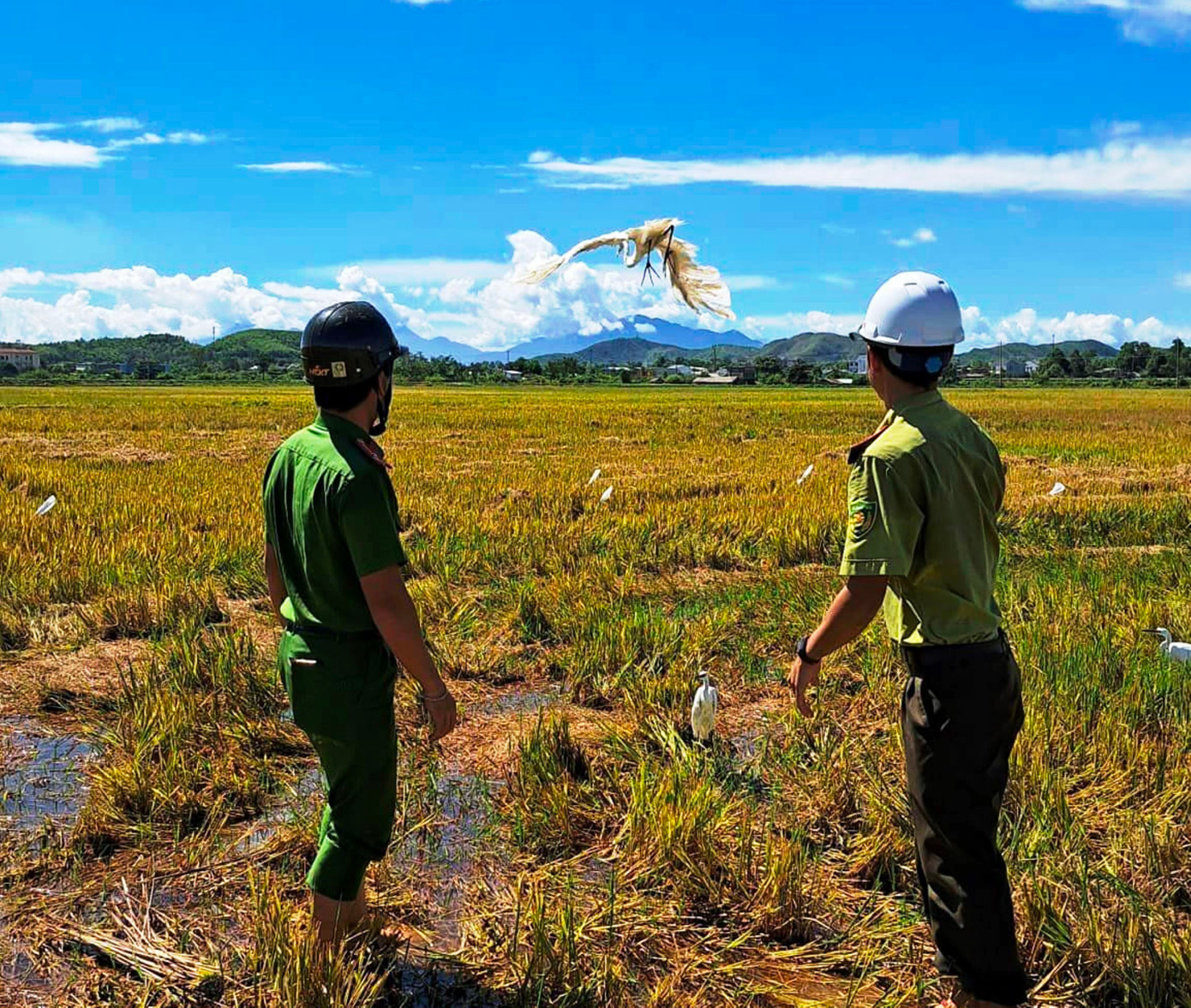 "Phóng sinh" một chú cò trắng vừa bị mắc bẫy về với môi trường thiên nhiên.