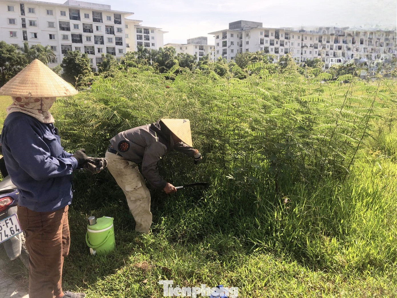 Trao đổi với PV Tiền Phong, ông Lê Thành Bắc - Phó giám đốc Ban Quản lý dự án chương trình phát triển các đô thị loại II (các đô thị xanh, Green City) - tiểu dự án TT-Huế, cho biết đã nắm tình hình cây mai dương gây hại xâm lấn tại nhiều diện tích công viên cây xanh thuộc dự án. Đơn vị đã chỉ đạo nhà thầu bố trí nhân lực khẩn trương ra quân dọn dẹp, triệt bỏ kịp thời loài sinh vật gây hại này, tránh phát tán, mọc lan ra diện rộng. Trao đổi với PV Tiền Phong, ông Lê Thành Bắc - Phó giám đốc Ban Quản lý dự án chương trình phát triển các đô thị loại II (các đô thị xanh, Green City) - tiểu dự án TT-Huế, cho biết đã nắm tình hình cây mai dương gây hại xâm lấn tại nhiều diện tích công viên cây xanh thuộc dự án. Đơn vị đã chỉ đạo nhà thầu bố trí nhân lực khẩn trương ra quân dọn dẹp, triệt bỏ kịp thời loài sinh vật gây hại này, tránh phát tán, mọc lan ra diện rộng.