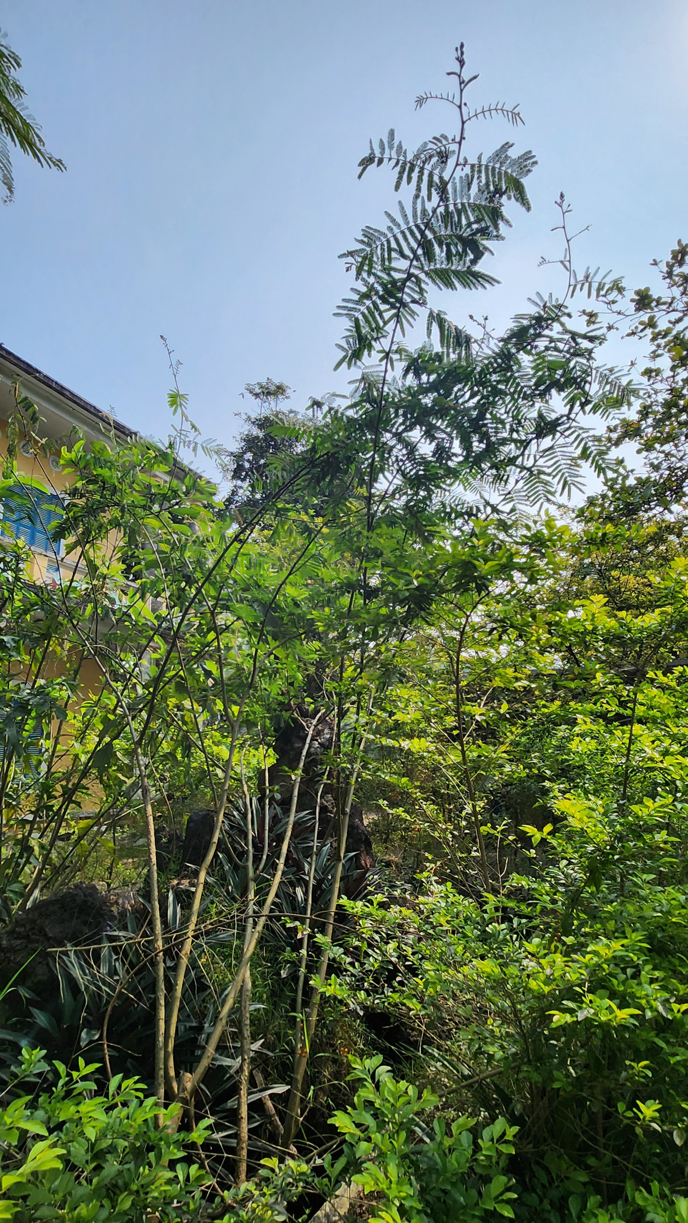 Cây dại mọc thành rừng phía trước tòa nhà.