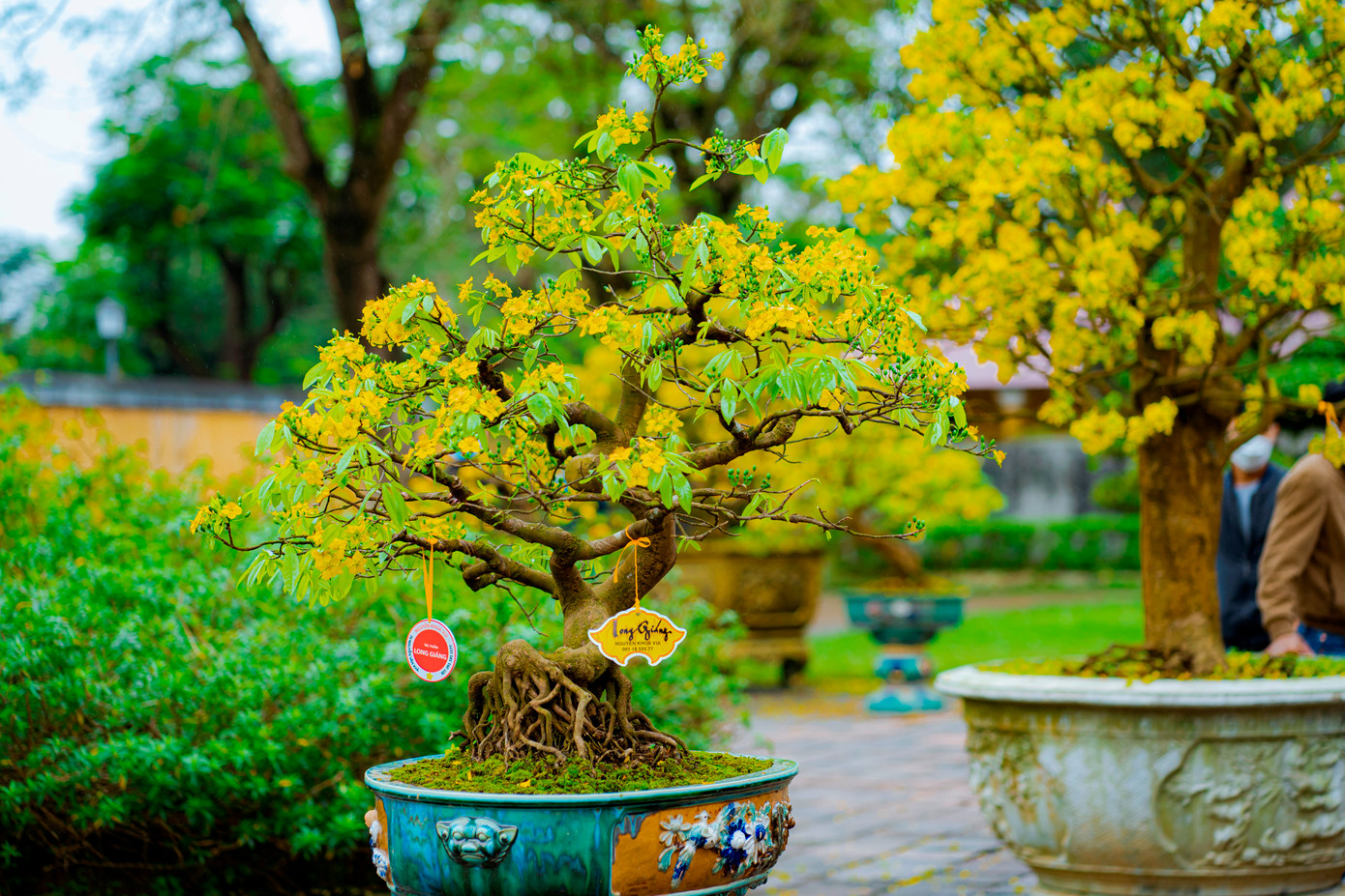Hiện nay, dù trên thị trường với nhiều loại mai khác nhau, Hoàng mai Huế vẫn luôn chiếm vị trí quan trọng và được nhiều người yêu thích. Ảnh: Đình Hoàng. Hiện nay, dù trên thị trường với nhiều loại mai khác nhau, Hoàng mai Huế vẫn luôn chiếm vị trí quan trọng và được nhiều người yêu thích. Ảnh: Đình Hoàng.