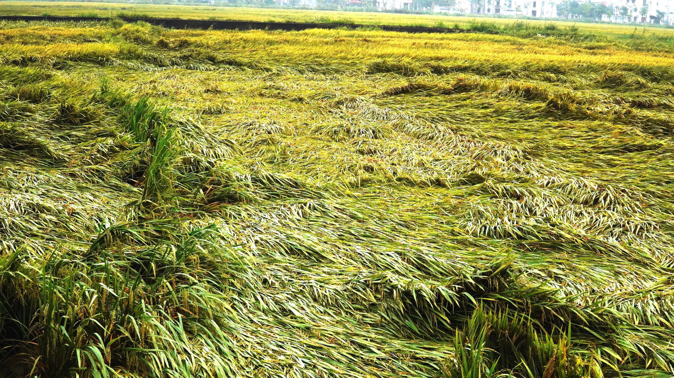 Sở Nông nghiệp và phát triển nông thôn tỉnh TT-Huế cũng đã chỉ đạo các địa phương huy động tối đa công suất của các loại máy gặt để đẩy nhanh tiến độ thu hoạch lúa chín rộ khi thời tiết tạnh ráo. Sau khi thu hoạch lúa đông xuân, các địa phương sử dụng các loại máy cày lớn để cày lật đất ngay cho vụ gieo cấy lúa hè thu năm 2022 kịp thời vụ.