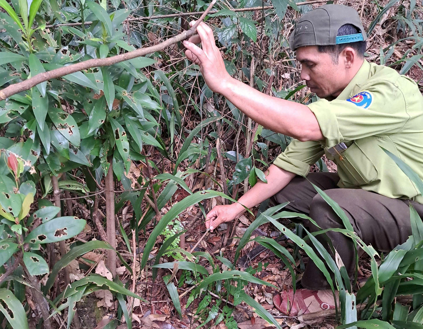 Các trạm kiểm lâm bảo vệ rừng thuộc Vườn Quốc gia Bạch Mã tổ chức hơn 5.000 lượt tuần tra kiểm soát tại các khu vực cửa rừng và các vị trí xung yếu trên lâm phần của đơn vị nhằm phát hiện, ngăn ngừa các hành vi xâm phạm lên tài nguyên rừng và đa dạng sinh học của Vườn.