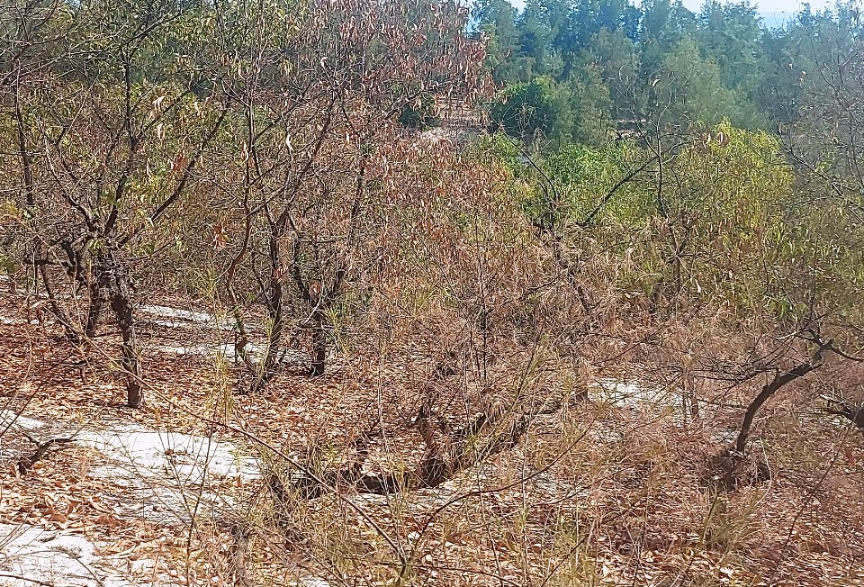 Rừng phòng hộ ven biển xã Hải Dương bị khô, chết có dấu hiệu lan rộng. Ảnh: KLTTH