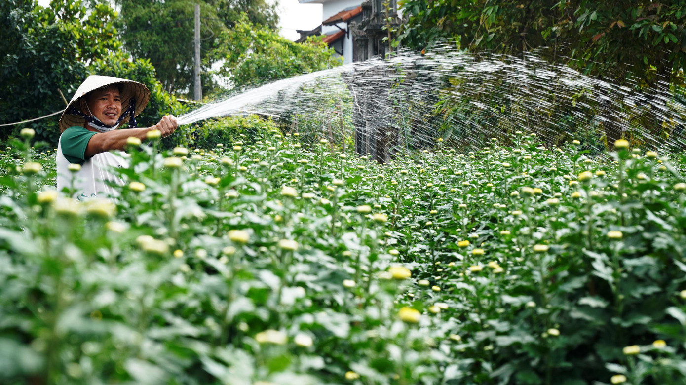 Theo tìm hiểu của phóng viên, tùy theo loại chậu, kích cỡ lớn nhỏ, mỗi chậu hoa cúc Tết ở Thủy Thanh được nông dân đặt giá bán từ vài trăm ngàn đồng cho đến 2 triệu đồng mỗi chậu.