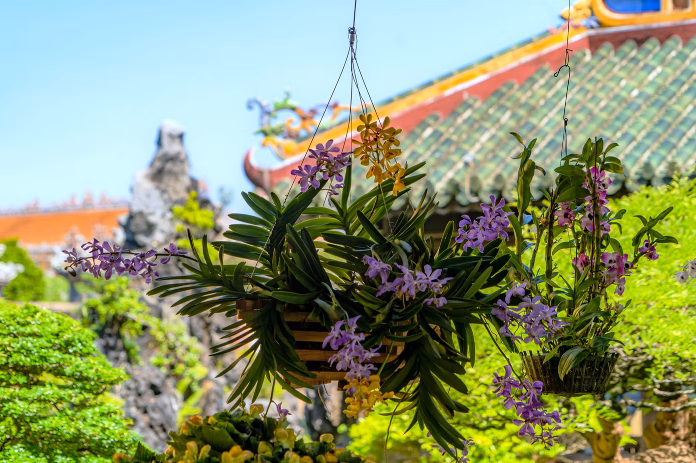 Cùng với đó là gần 500 tác phẩm hoa phong lan với 2 thể loại lan kiếm và lan tổng hợp.