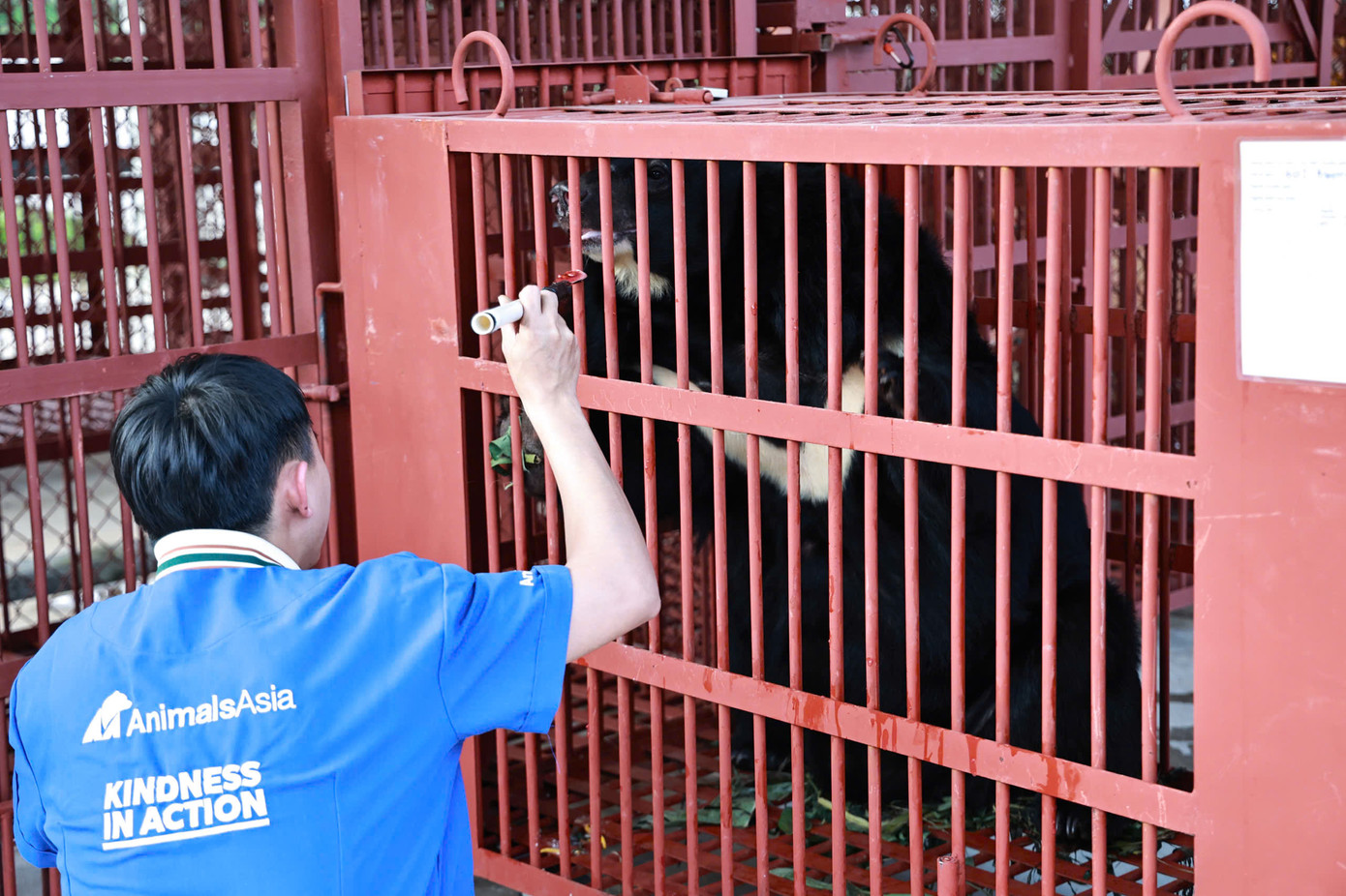 Thực hiện quy trình chăm sóc đặc biệt trong quá trình vận chuyển gấu từ Hà Nội về Huế trên lộ trình dài gần 800km.