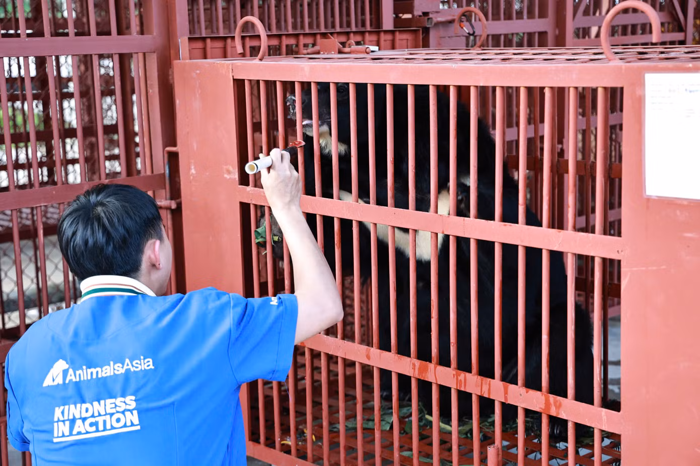 Thực hiện quy trình chăm sóc đặc biệt trong quá trình vận chuyển gấu từ Hà Nội về Huế trên lộ trình dài gần 800km. Thực hiện quy trình chăm sóc đặc biệt trong quá trình vận chuyển gấu từ Hà Nội về Huế trên lộ trình dài gần 800km.