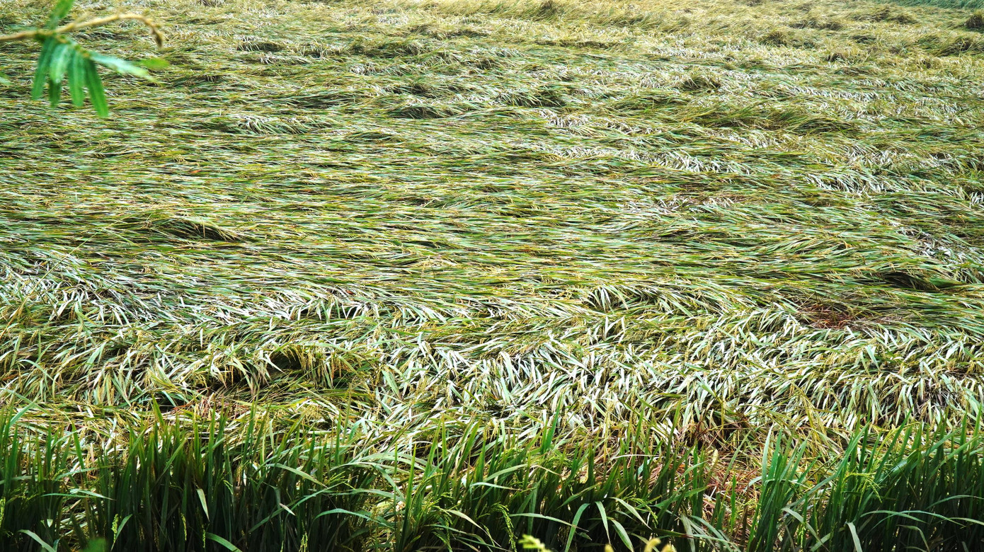 Theo Sở Nông nghiệp và phát triển nông thôn tỉnh TT-Huế, do ảnh hưởng của đợt gió mùa đông bắc bất thường gây mưa to kèm gió lớn trên diện rộng, toàn tỉnh đã có gần 8.000 ha lúa bị gãy đổ, ngã rạp, gây thiệt hại nặng. Các huyện bị thiệt hại nặng về lúa đông xuân gồm Phú Vang với 1.800 ha, Phong Điền 1.500 ha…