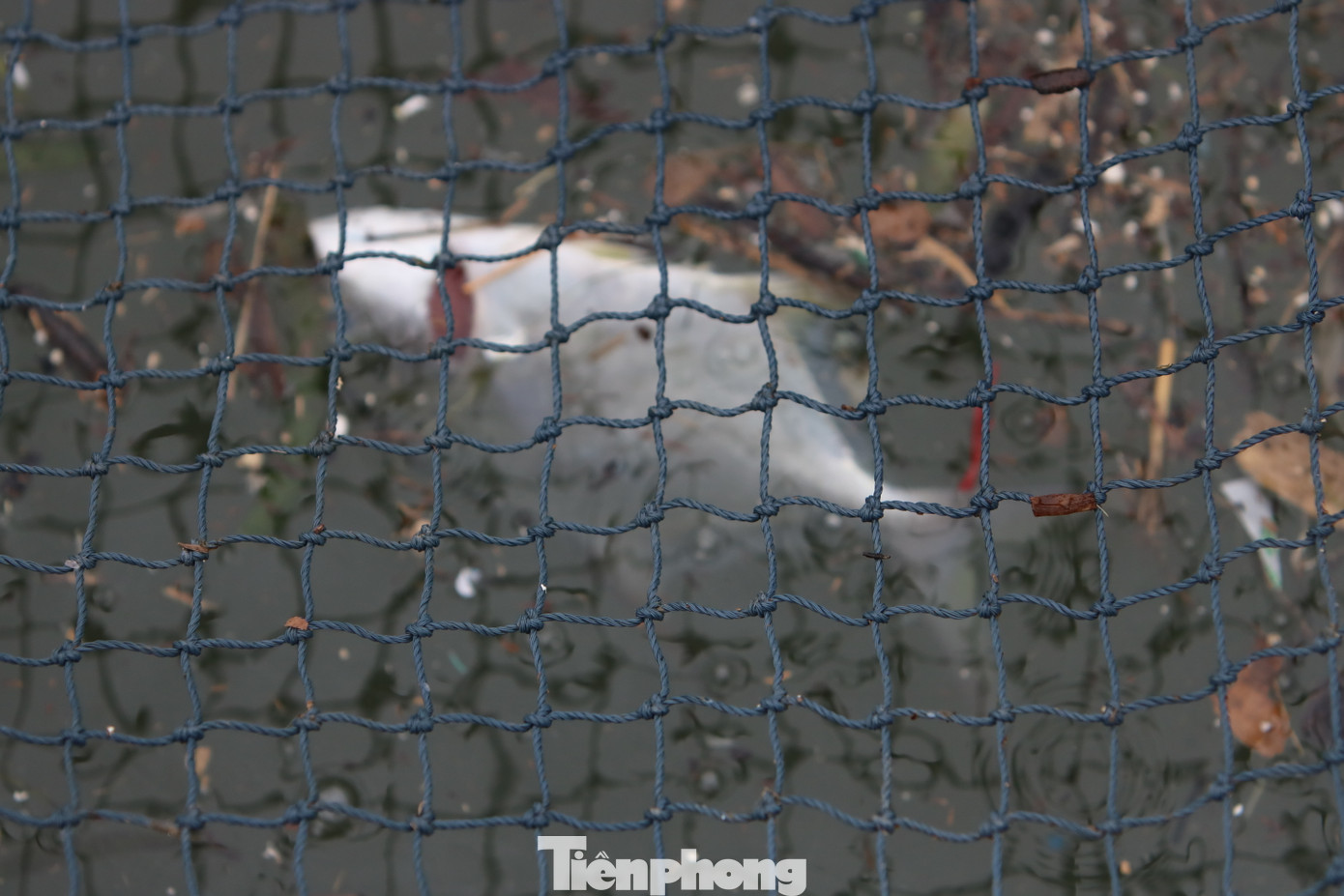 Khi bão số 6 quét qua, không chỉ nhà cửa, hàng quán của người dân ở trên cạn bị gió lớn tàn phá, xô sập, mà nhiều lồng bè nuôi cá đặc sản ở dưới đầm và vùng cửa biển cũng bị xé nát, cuốn trôi. Đáng lo hơn, trong những ngày gần đây, các lồng nuôi thủy sản còn sót lại từng vượt qua được gió bão lại chịu thêm thiệt hại mới. Cá nuôi lồng vùng nước mặn bị chết do ngạt, thiếu oxy khi rác thải theo mưa bão bủa vây xung quanh và cá chết do sốc ngọt.