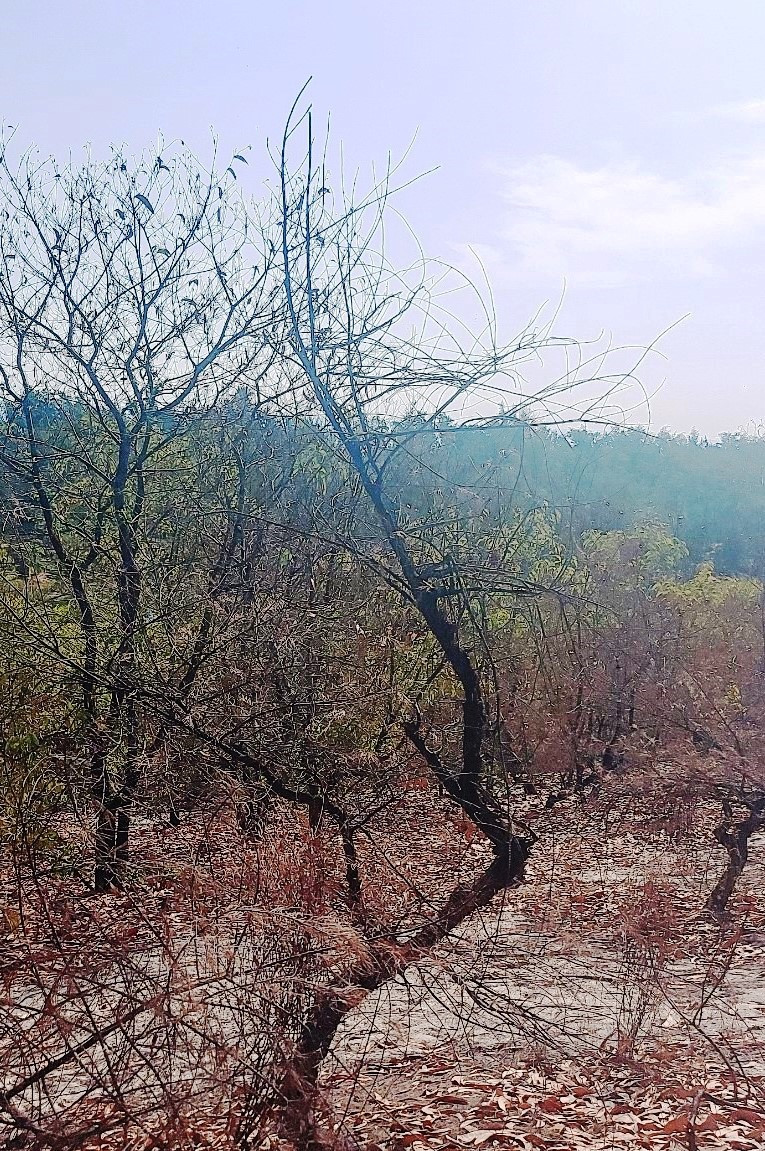 Rừng phòng hộ bị khô chết được xác định do nắng hạn kéo dài. Ảnh: KLTTH