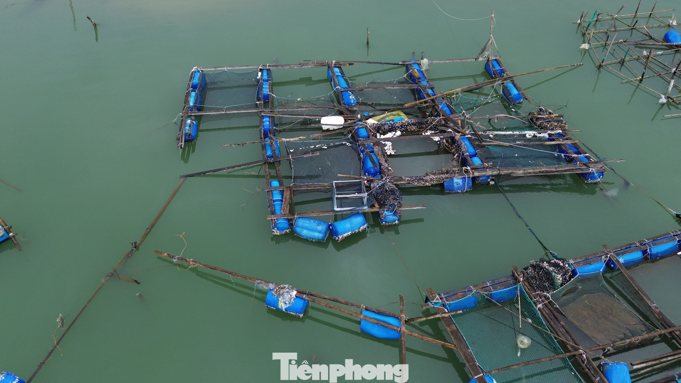 Trước mùa mưa bão, do đầu ra tiêu thụ cá nuôi trên địa bàn Lăng Cô gặp khó khăn, cá thu hoạch bán chậm nên lượng thủy sản nuôi ở các lồng bè còn tồn đọng nhiều. “Nhà cửa bị bão tàn phá, lồng nuôi rách nát, cá nuôi ở vùng nước mặn không chỉ bị thất thoát ra ngoài khi bị sóng đánh, mà số còn lại trong những khu lồng lành lặn không thể sống được do bị ngạt nước, sốc ngọt. Người nuôi cá chịu thiệt đơn, thiệt kép. Cá đã đến kỳ thu hoạch nhưng giờ không còn gì nữa, mỗi lồng nuôi của gia đình tôi bị thiệt hại hơn 100 triệu đồng", ông Thọ than.