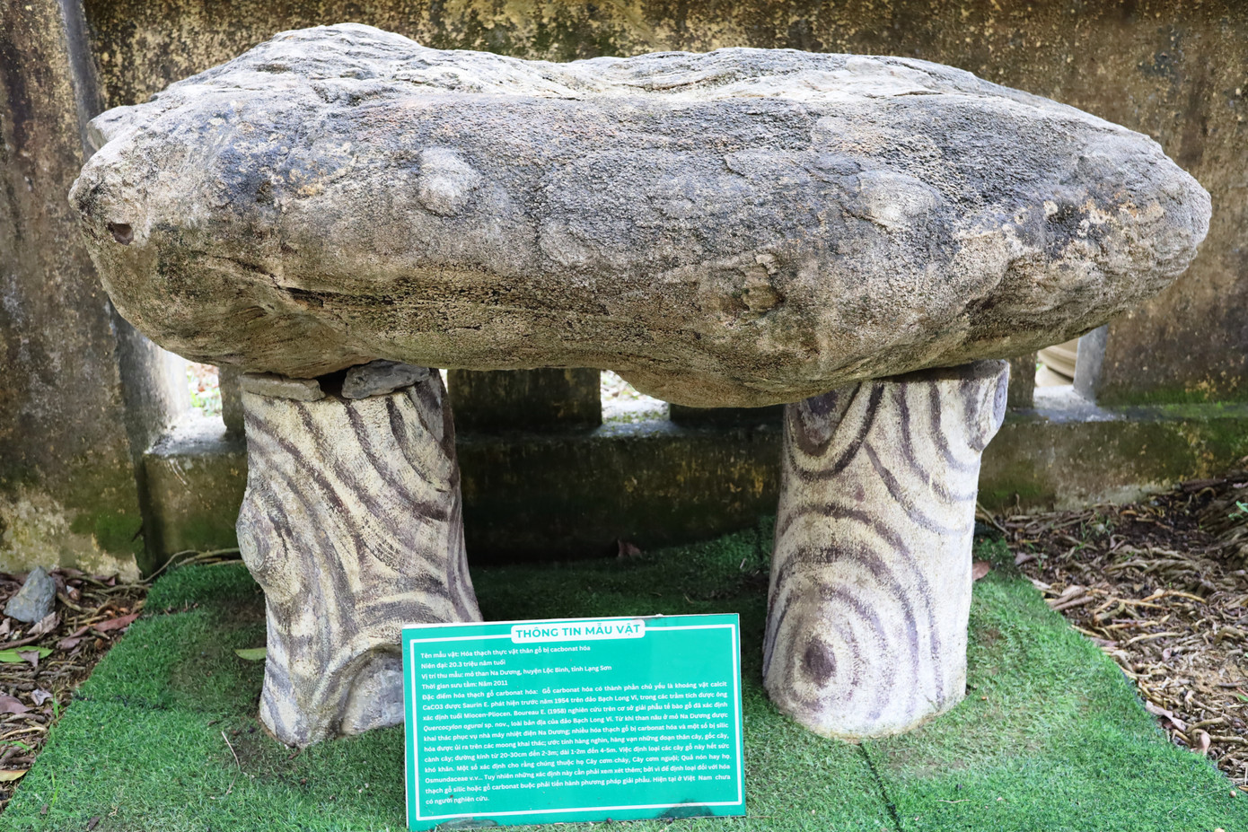 Ngoài ra, bảo tàng còn sở hữu những mẫu vật độc đáo như 3 mẫu thực vật silic hóa 199 triệu năm tuổi và mẫu cổ sinh chân đầu, hai mảnh vỏ, đưa người xem ngược dòng thời gian về lịch sử trái đất. Ngoài ra, bảo tàng còn sở hữu những mẫu vật độc đáo như 3 mẫu thực vật silic hóa 199 triệu năm tuổi và mẫu cổ sinh chân đầu, hai mảnh vỏ, đưa người xem ngược dòng thời gian về lịch sử trái đất.