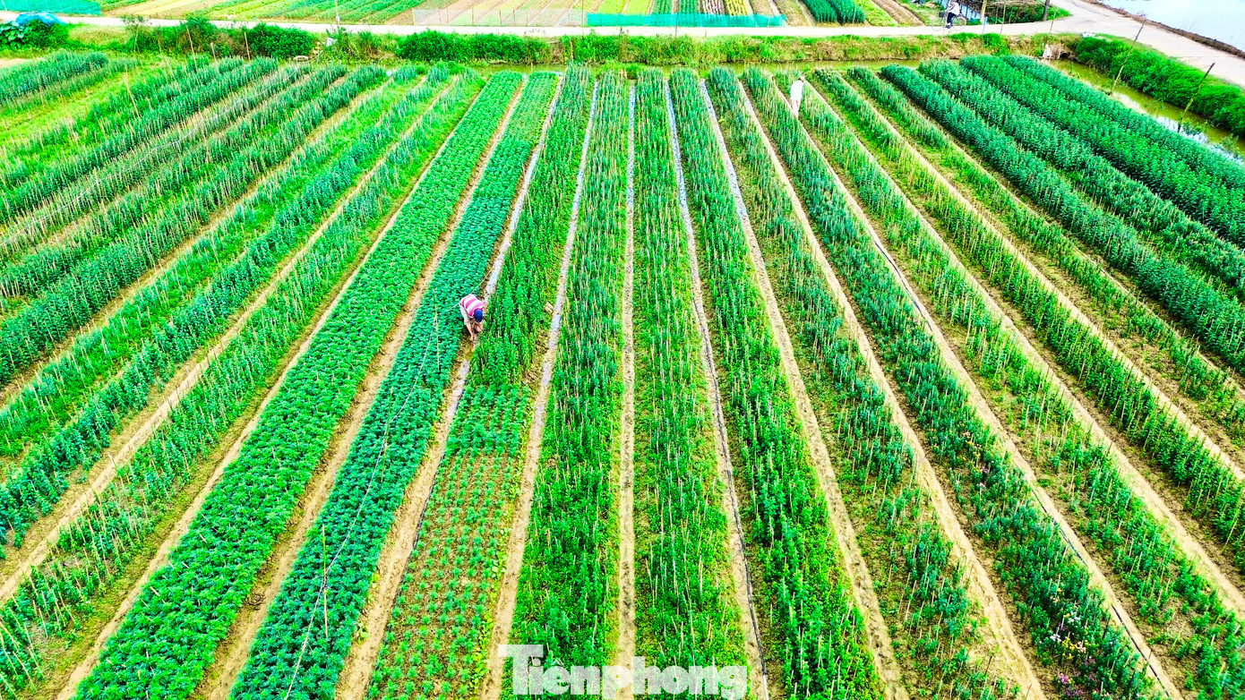 Xã Phú Mậu xưa và nay là phường Dương Nỗ còn có vựa hoa lớn nhất xứ Huế - làng hoa Phú Mậu. Với hàng chục ha đất trồng hoa tập trung ở các vùng Tiên Nộn, Vọng Trì, Thế Vinh, Thanh Tiên, đây là địa phương cung cấp lượng hoa tươi lớn nhất cho Huế và các tỉnh, thành lân cận. Mỗi dịp lễ Tết, nơi đây rộn ràng cảnh mua bán hoa tươi, mang sắc Xuân về khắp miền Trung. Xã Phú Mậu xưa và nay là phường Dương Nỗ còn có vựa hoa lớn nhất xứ Huế - làng hoa Phú Mậu. Với hàng chục ha đất trồng hoa tập trung ở các vùng Tiên Nộn, Vọng Trì, Thế Vinh, Thanh Tiên, đây là địa phương cung cấp lượng hoa tươi lớn nhất cho Huế và các tỉnh, thành lân cận. Mỗi dịp lễ Tết, nơi đây rộn ràng cảnh mua bán hoa tươi, mang sắc Xuân về khắp miền Trung.