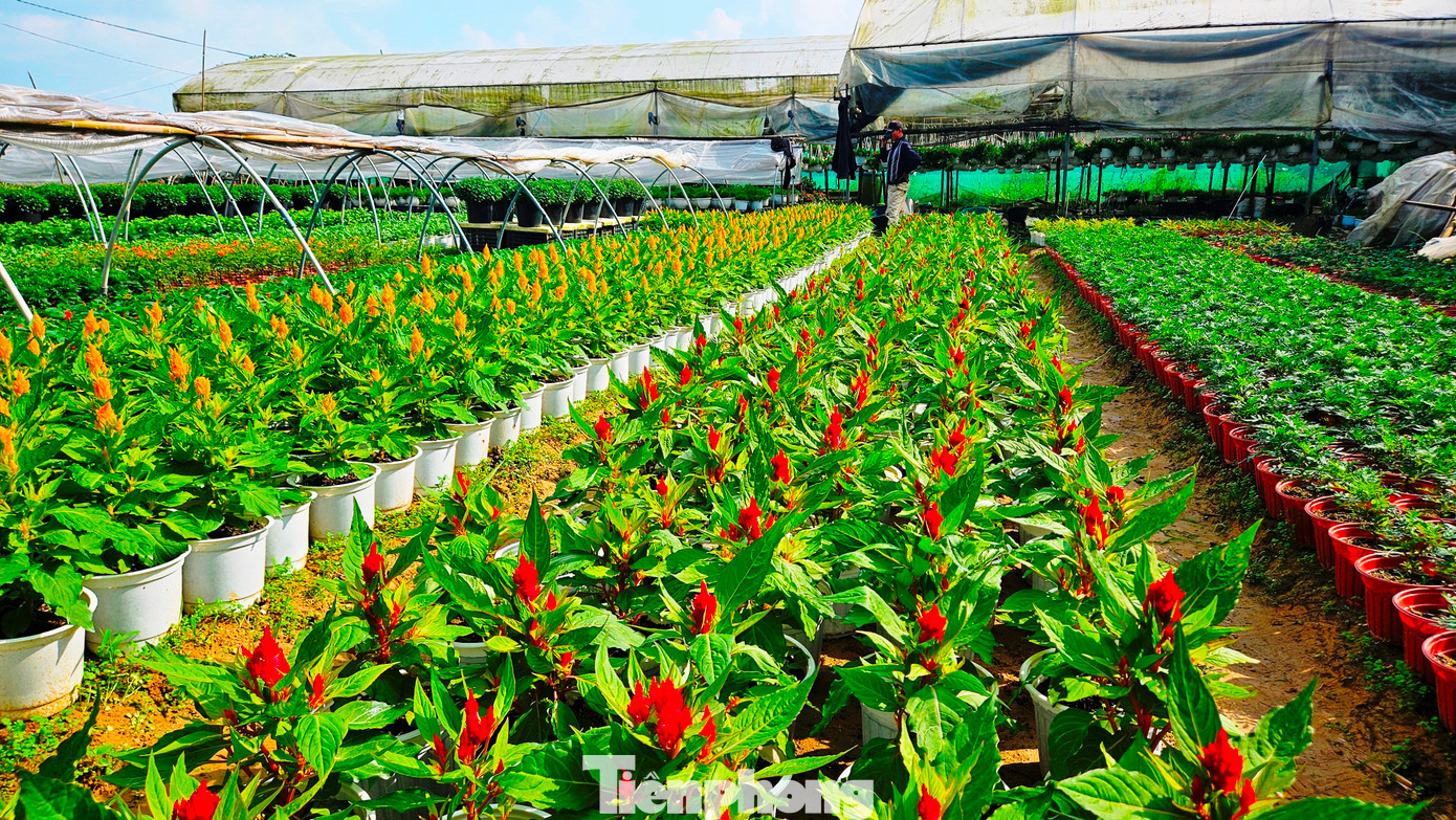 Xã Phú Mậu xưa và nay là phường Dương Nỗ còn có vựa hoa lớn nhất xứ Huế - làng hoa Phú Mậu. Với hàng chục ha đất trồng hoa tập trung ở các vùng Tiên Nộn, Vọng Trì, Thế Vinh, Thanh Tiên, đây là địa phương cung cấp lượng hoa tươi lớn nhất cho Huế và các tỉnh, thành lân cận. Mỗi dịp lễ Tết, nơi đây rộn ràng cảnh mua bán hoa tươi, mang sắc Xuân về khắp miền Trung. Xã Phú Mậu xưa và nay là phường Dương Nỗ còn có vựa hoa lớn nhất xứ Huế - làng hoa Phú Mậu. Với hàng chục ha đất trồng hoa tập trung ở các vùng Tiên Nộn, Vọng Trì, Thế Vinh, Thanh Tiên, đây là địa phương cung cấp lượng hoa tươi lớn nhất cho Huế và các tỉnh, thành lân cận. Mỗi dịp lễ Tết, nơi đây rộn ràng cảnh mua bán hoa tươi, mang sắc Xuân về khắp miền Trung.