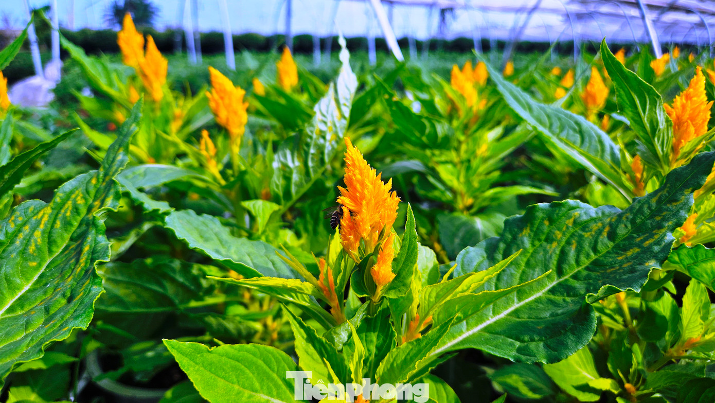 Xã Phú Mậu xưa và nay là phường Dương Nỗ còn có vựa hoa lớn nhất xứ Huế - làng hoa Phú Mậu. Với hàng chục ha đất trồng hoa tập trung ở các vùng Tiên Nộn, Vọng Trì, Thế Vinh, Thanh Tiên, đây là địa phương cung cấp lượng hoa tươi lớn nhất cho Huế và các tỉnh, thành lân cận. Mỗi dịp lễ Tết, nơi đây rộn ràng cảnh mua bán hoa tươi, mang sắc Xuân về khắp miền Trung. Xã Phú Mậu xưa và nay là phường Dương Nỗ còn có vựa hoa lớn nhất xứ Huế - làng hoa Phú Mậu. Với hàng chục ha đất trồng hoa tập trung ở các vùng Tiên Nộn, Vọng Trì, Thế Vinh, Thanh Tiên, đây là địa phương cung cấp lượng hoa tươi lớn nhất cho Huế và các tỉnh, thành lân cận. Mỗi dịp lễ Tết, nơi đây rộn ràng cảnh mua bán hoa tươi, mang sắc Xuân về khắp miền Trung.