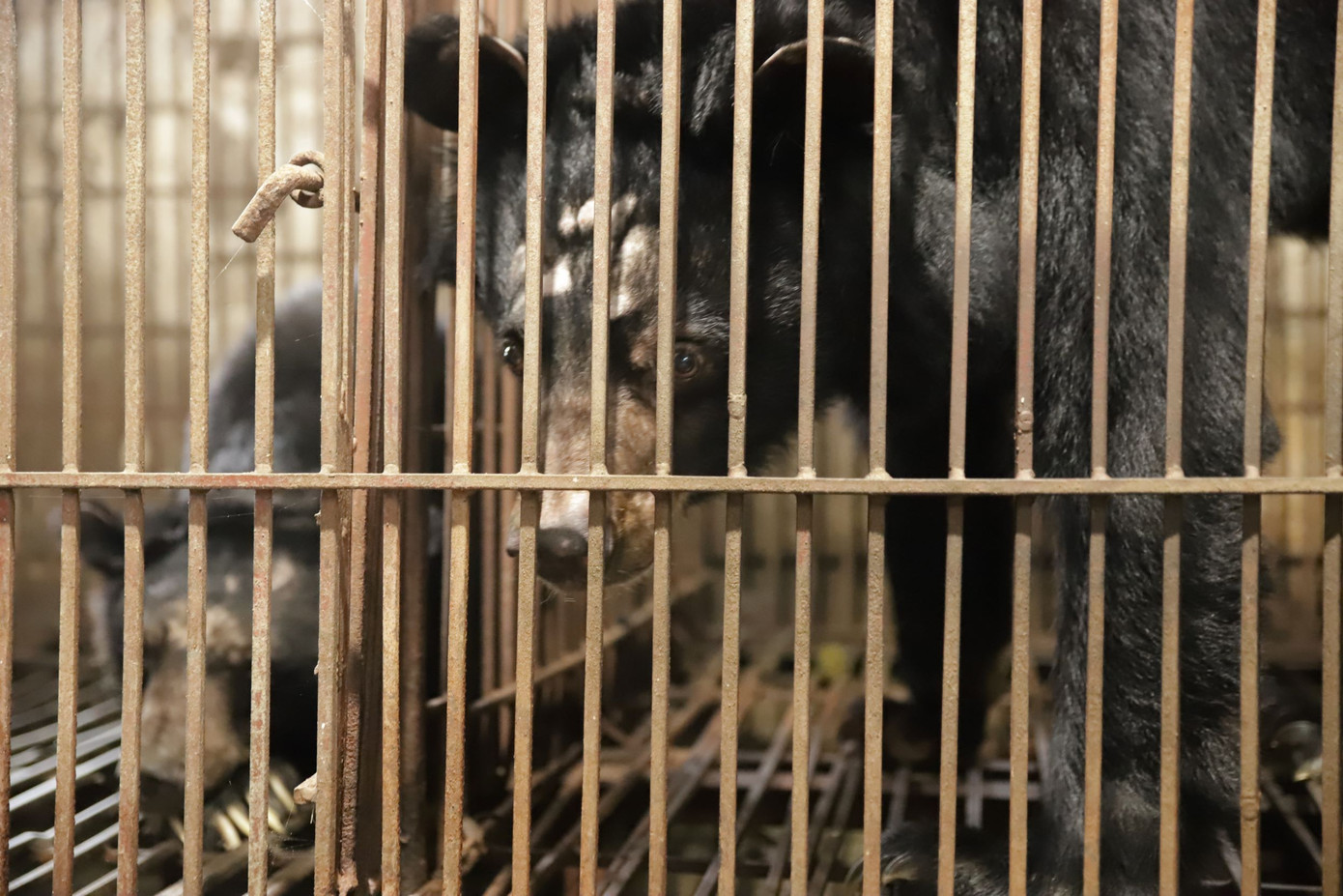 Hai cá thể gấu ngựa Lyra và Nova vừa được cứu hộ.