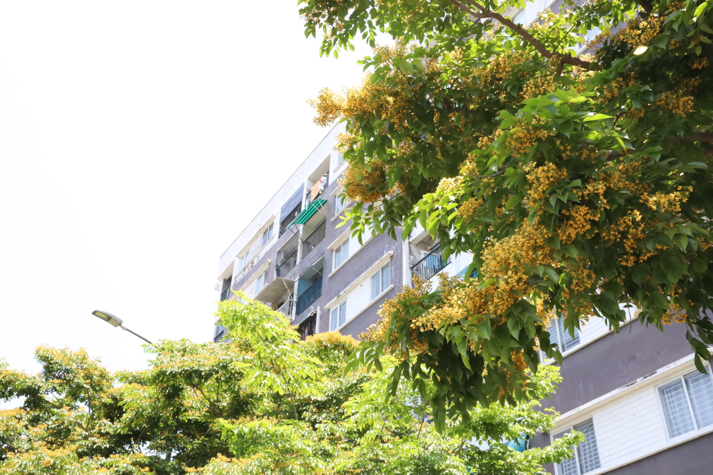 Những con đường thẳng tắp, những khối nhà bê tông hiện đại cao vút như trở nên thơ mộng, mềm mại khi được tô điểm bởi sắc vàng của loài hoa này.