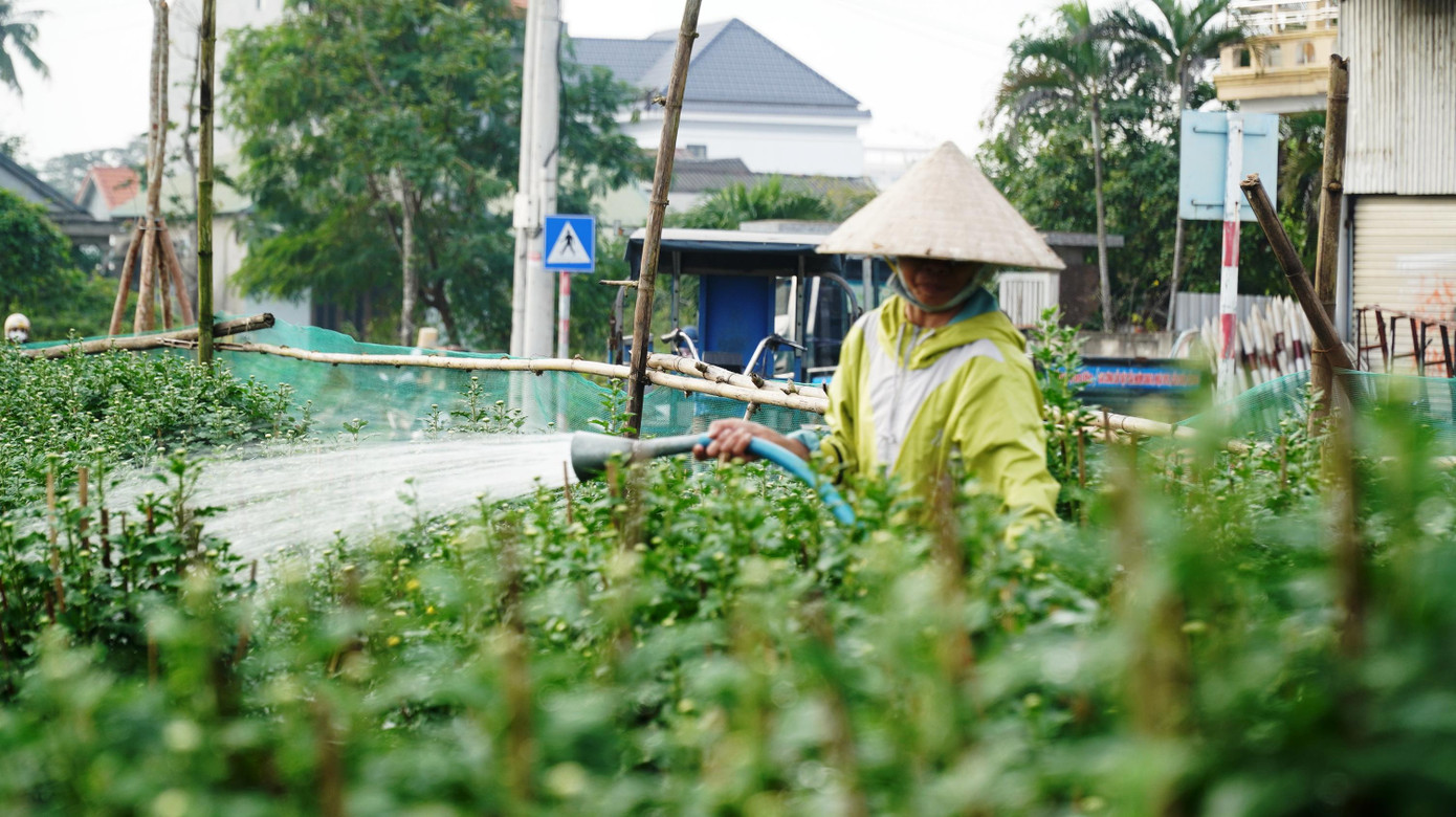 “Nghề trồng hoa Tết cũng đầy may rủi, gặp thuận lợi thì mỗi dịp Tết gia đình kiếm thêm thu nhập ngoài trồng lúa được vài chục triệu đồng. Gặp năm thiên tai, bão lũ, dịch bệnh, may ra cũng chỉ hòa vốn”, ông Tưởng chia sẻ.