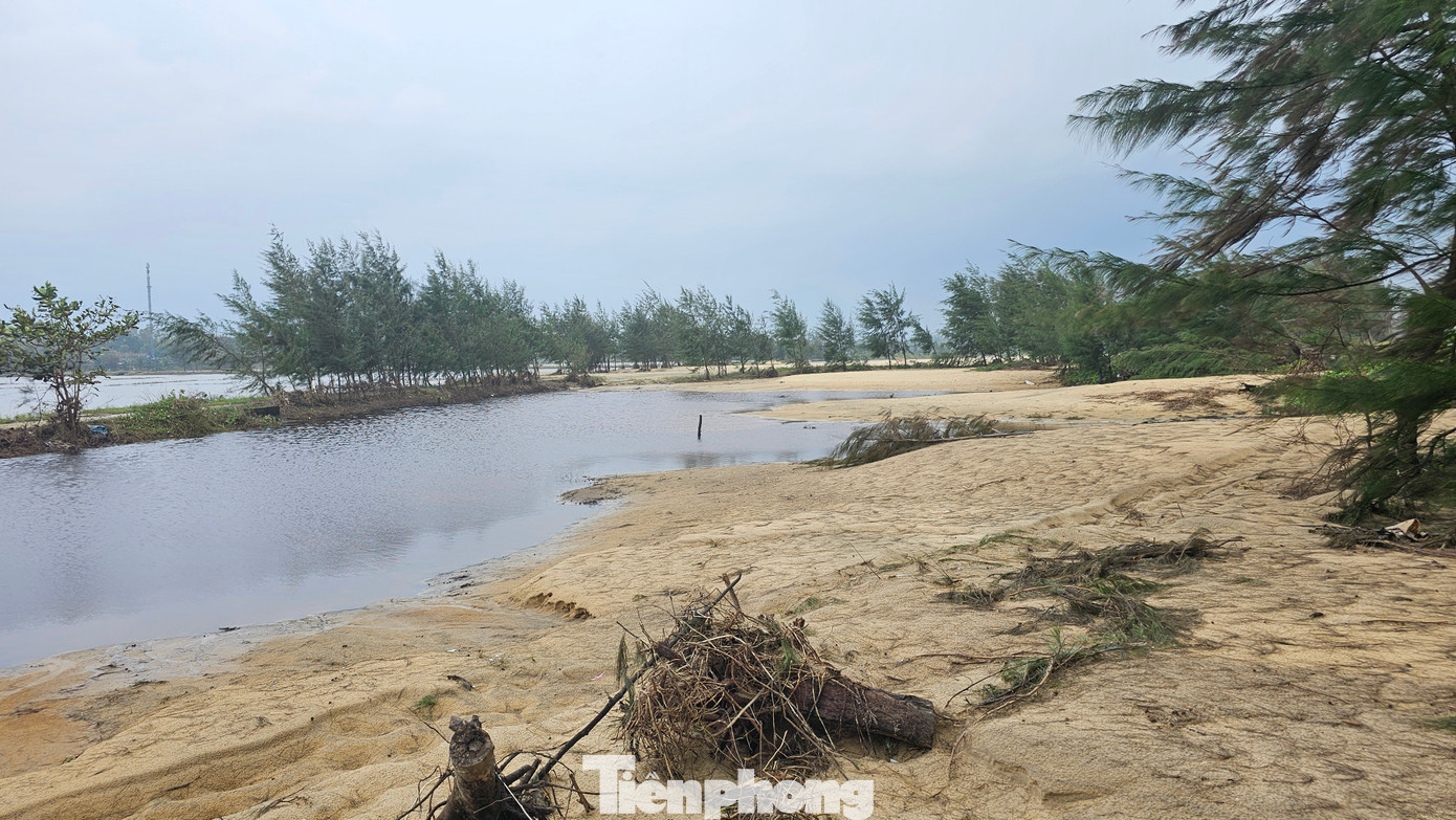 Rừng phòng hộ bị thu hẹp nhanh chóng khiến sóng biển, triều cường dâng cao luôn có nguy cơ xé toang cồn cát ngăn cách, mở lạch biển mới xâm nhập vào tận ruộng đồng.