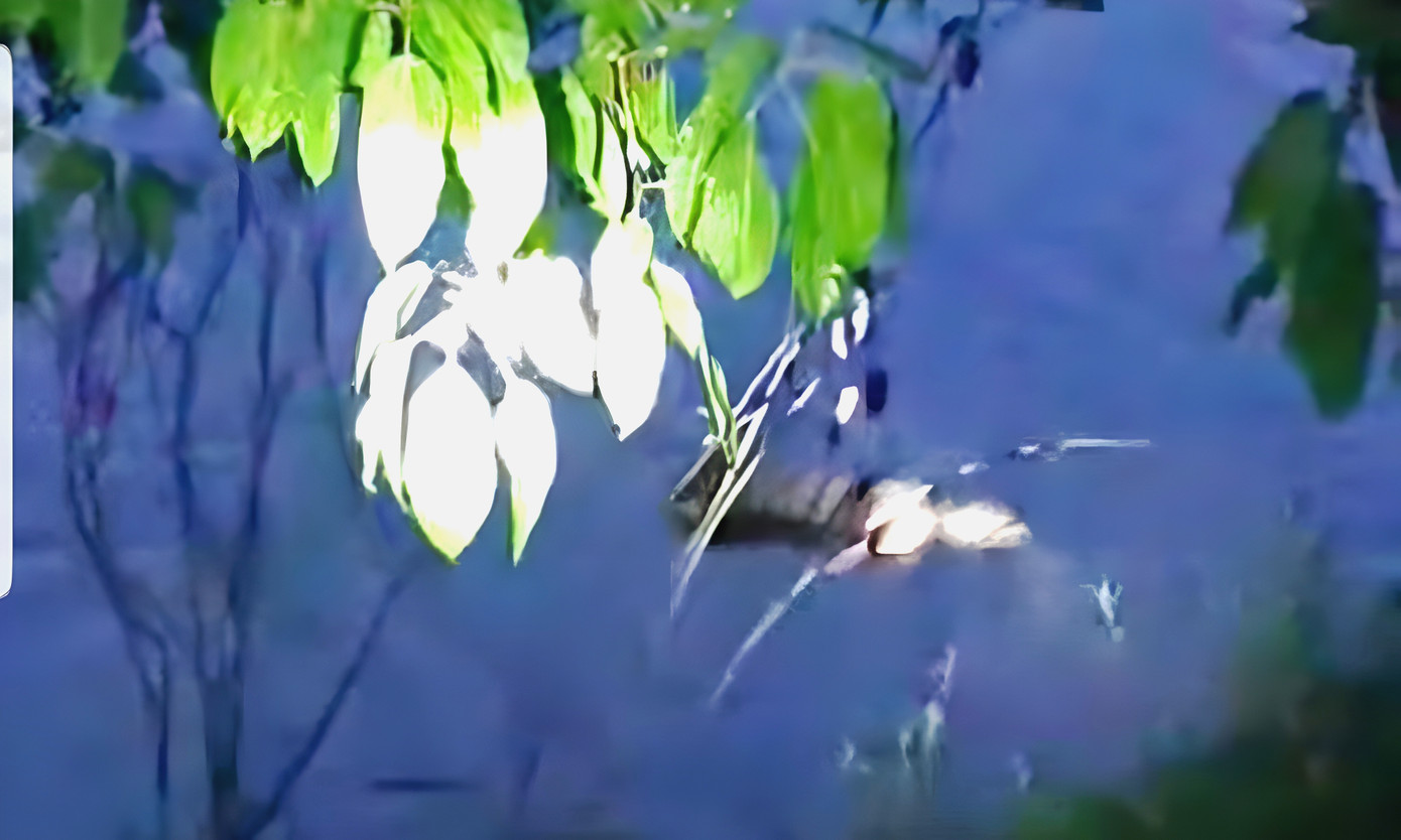 Vị trí phát hiện thi thể nam thanh niên nổi trên mặt sông Hương đoạn qua xã Thủy Bằng, TP Huế. Ảnh: CTV