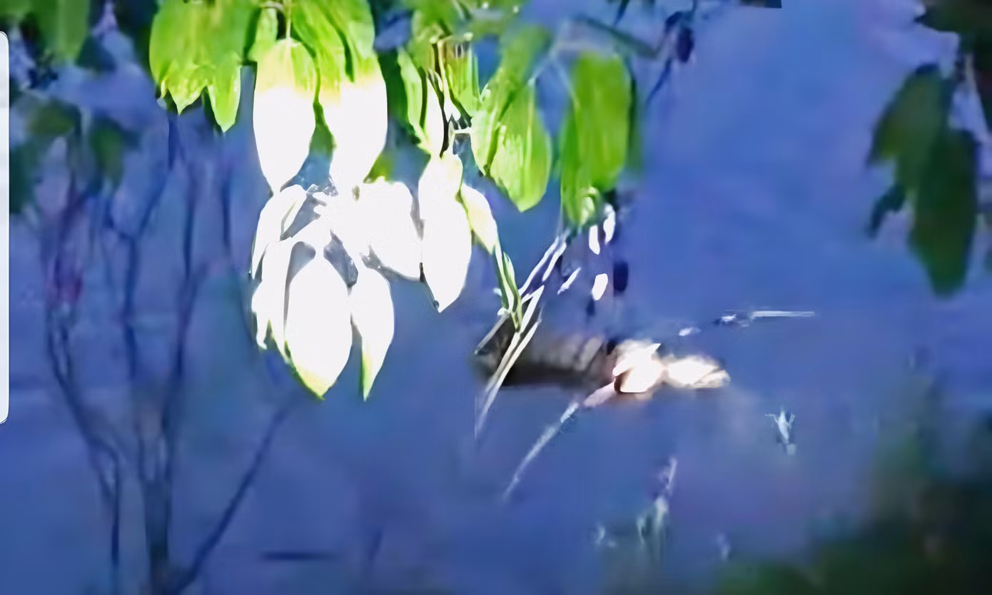 Vị trí phát hiện thi thể nam thanh niên nổi trên mặt sông Hương đoạn qua xã Thủy Bằng, TP Huế. Ảnh: CTV Vị trí phát hiện thi thể nam thanh niên nổi trên mặt sông Hương đoạn qua xã Thủy Bằng, TP Huế. Ảnh: CTV