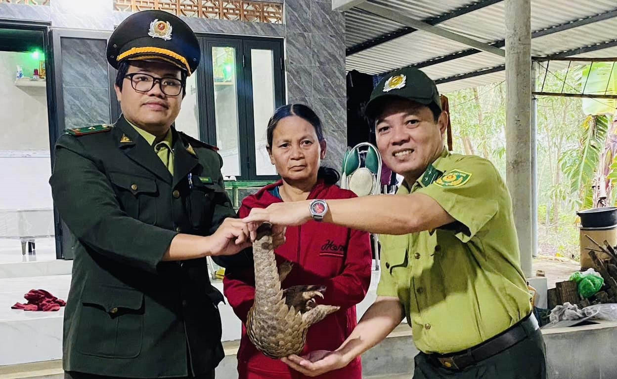 Người dân tại Huế giao nộp cá thể tê tê Java quý hiếm. Người dân tại Huế giao nộp cá thể tê tê Java quý hiếm.