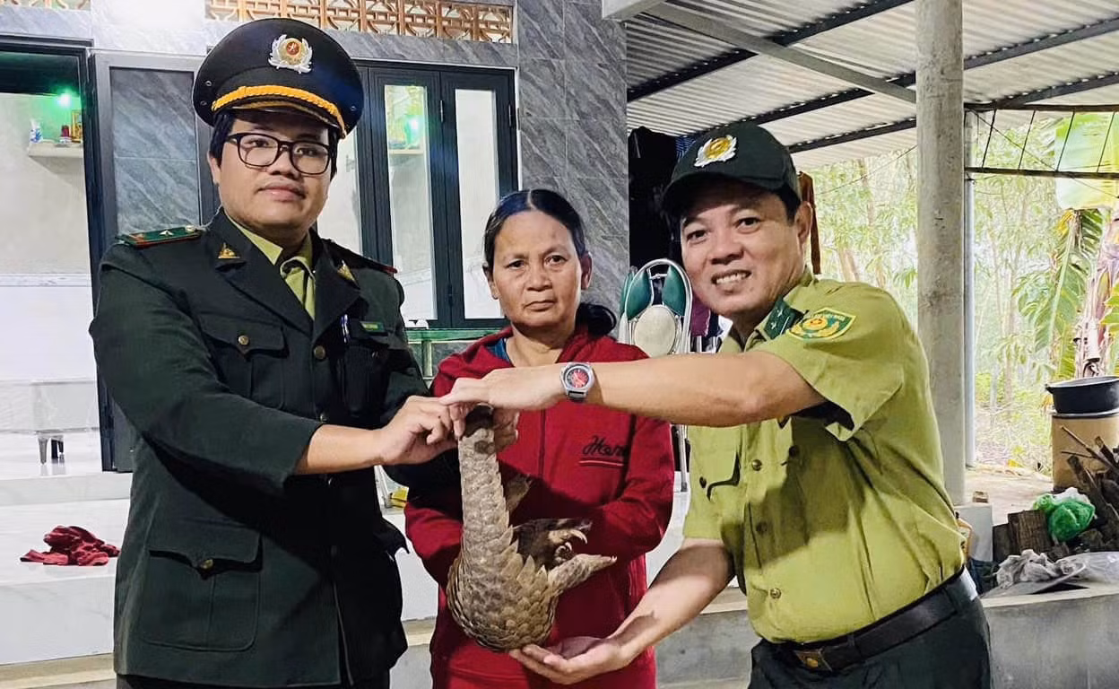 Người dân tại Huế giao nộp cá thể tê tê Java quý hiếm.