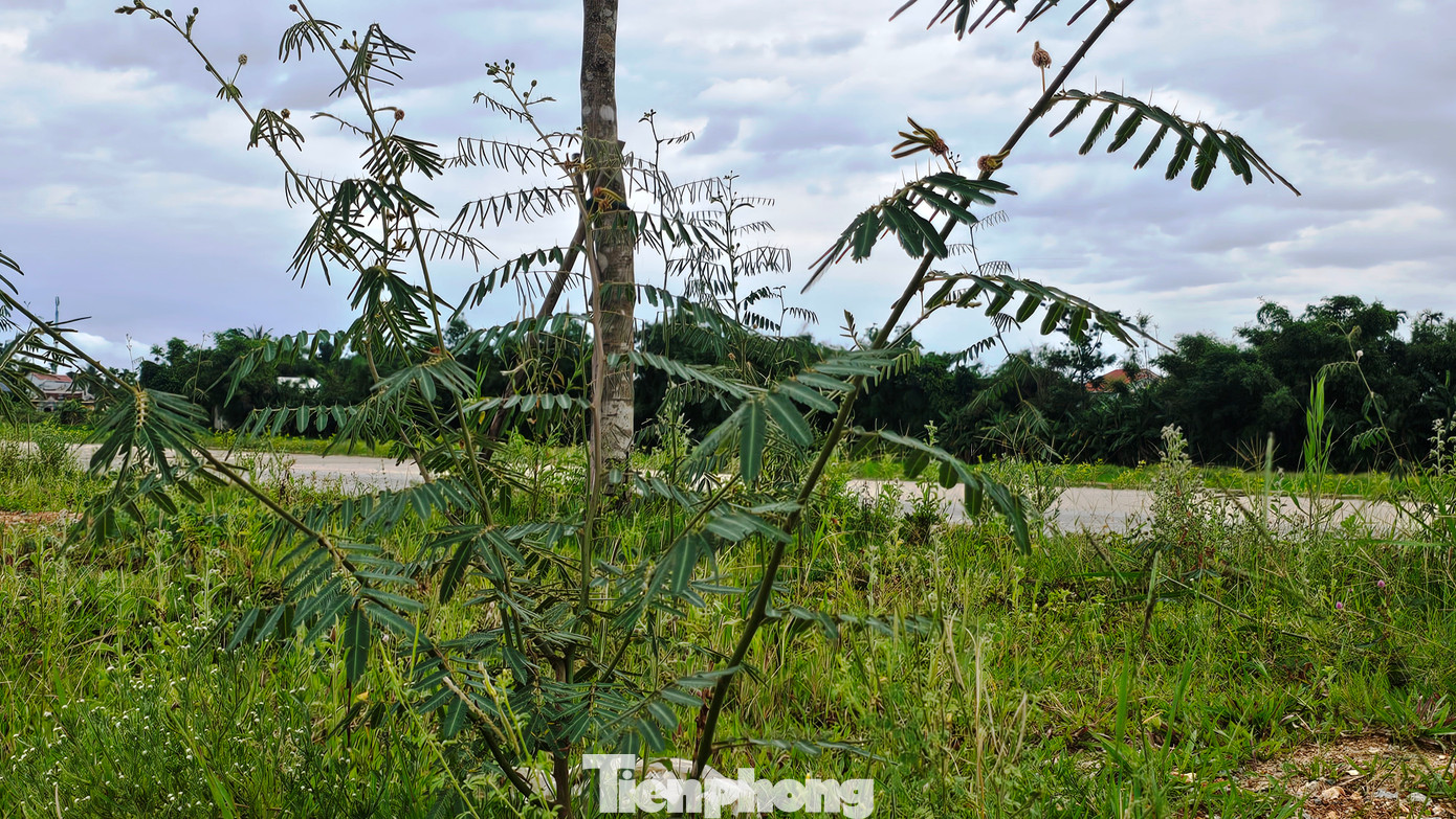 Nhiều nông dân phường An Đông cho biết hơn 15 năm trước, cây mai dương mọc tự phát từ đất dự án công trình đô thị sau đó phát tán rộng ra môi trường tự nhiên, ảnh hưởng cảnh quan công cộng, đất sản xuất của người dân, buộc chính quyền địa phương, lực lượng chức năng từng phát động các chiến dịch dài hơi để diệt trừ loài sinh vật gây hại này. Nhiều nông dân phường An Đông cho biết hơn 15 năm trước, cây mai dương mọc tự phát từ đất dự án công trình đô thị sau đó phát tán rộng ra môi trường tự nhiên, ảnh hưởng cảnh quan công cộng, đất sản xuất của người dân, buộc chính quyền địa phương, lực lượng chức năng từng phát động các chiến dịch dài hơi để diệt trừ loài sinh vật gây hại này.