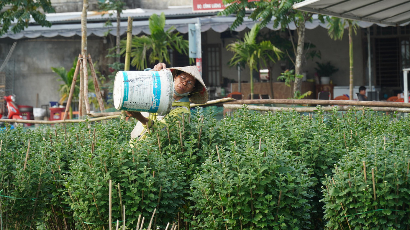 Những ngày này, những hộ nông dân như gia đình ông Tưởng luôn tất bật chăm sóc, bón thúc phân, tưới nước thường xuyên để hoa kịp nở Tết và chờ bán sỉ cho thương lái hoặc người mua lẻ