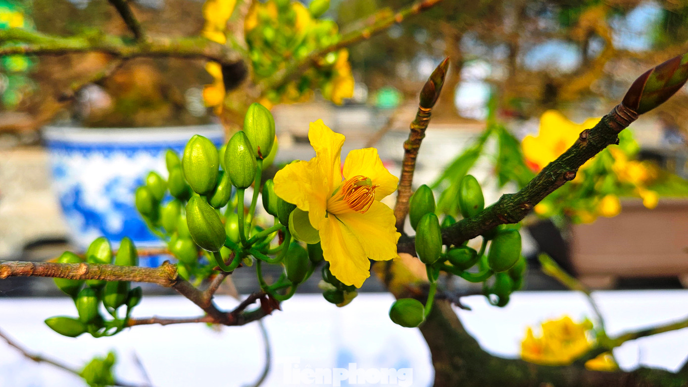 Theo nhiều nghệ nhân ở Huế, để chơi được mai Huế cần sự đam mê, khéo léo, lòng kiên trì, giàu kinh nghiệm… để cây mai đâm chồi, nảy lộc, ra nụ, nở hoa đúng dịp, cánh hoa lâu tàn và giữ được màu vàng vương giả dòng hoa mai này.